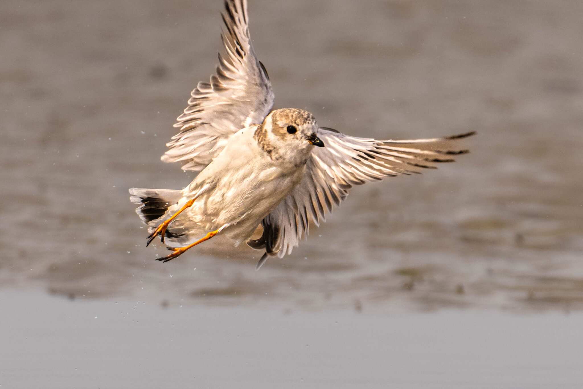 Piping Plover in flight | Canon RF Shooters Forums