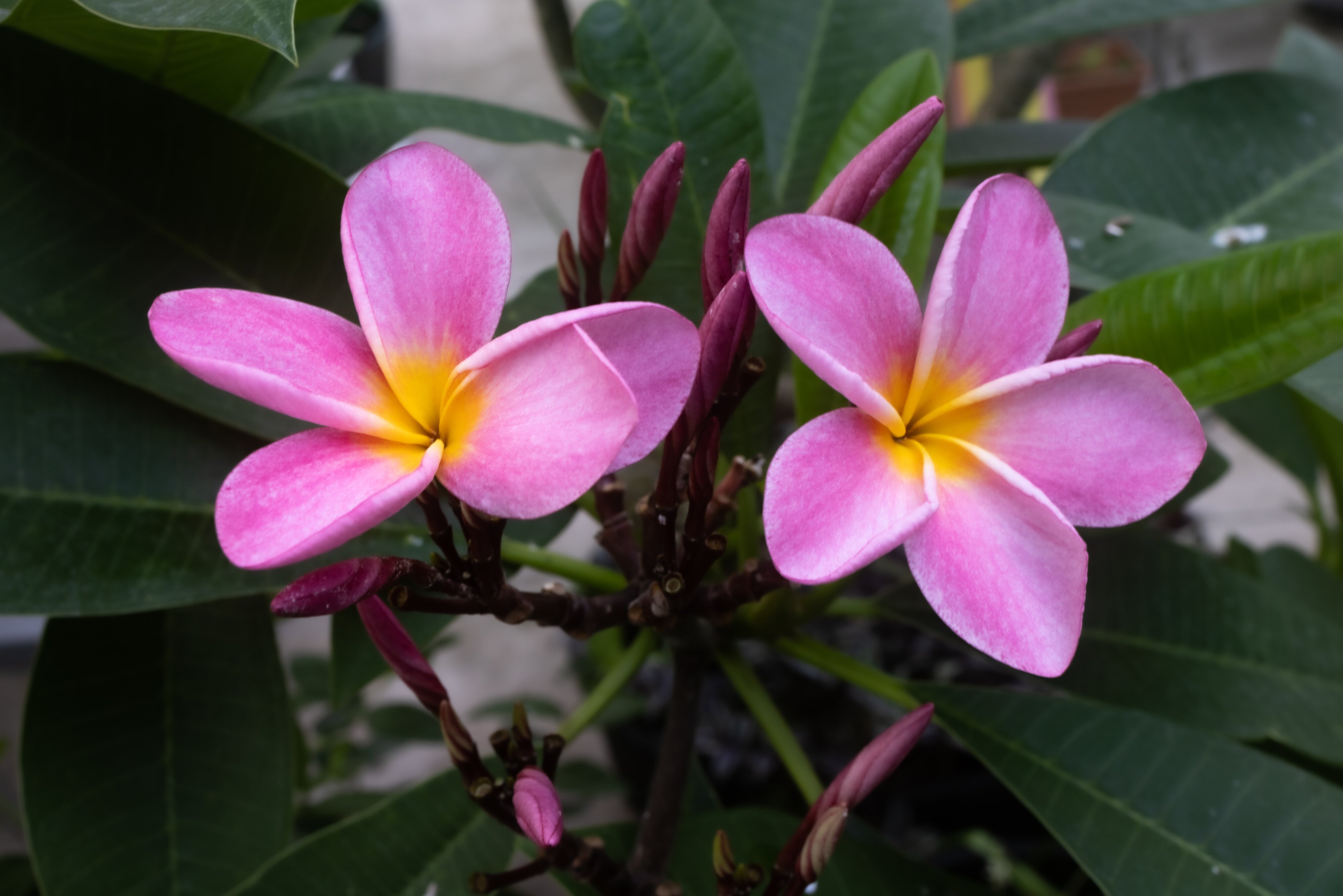 Plumeria (Pink)