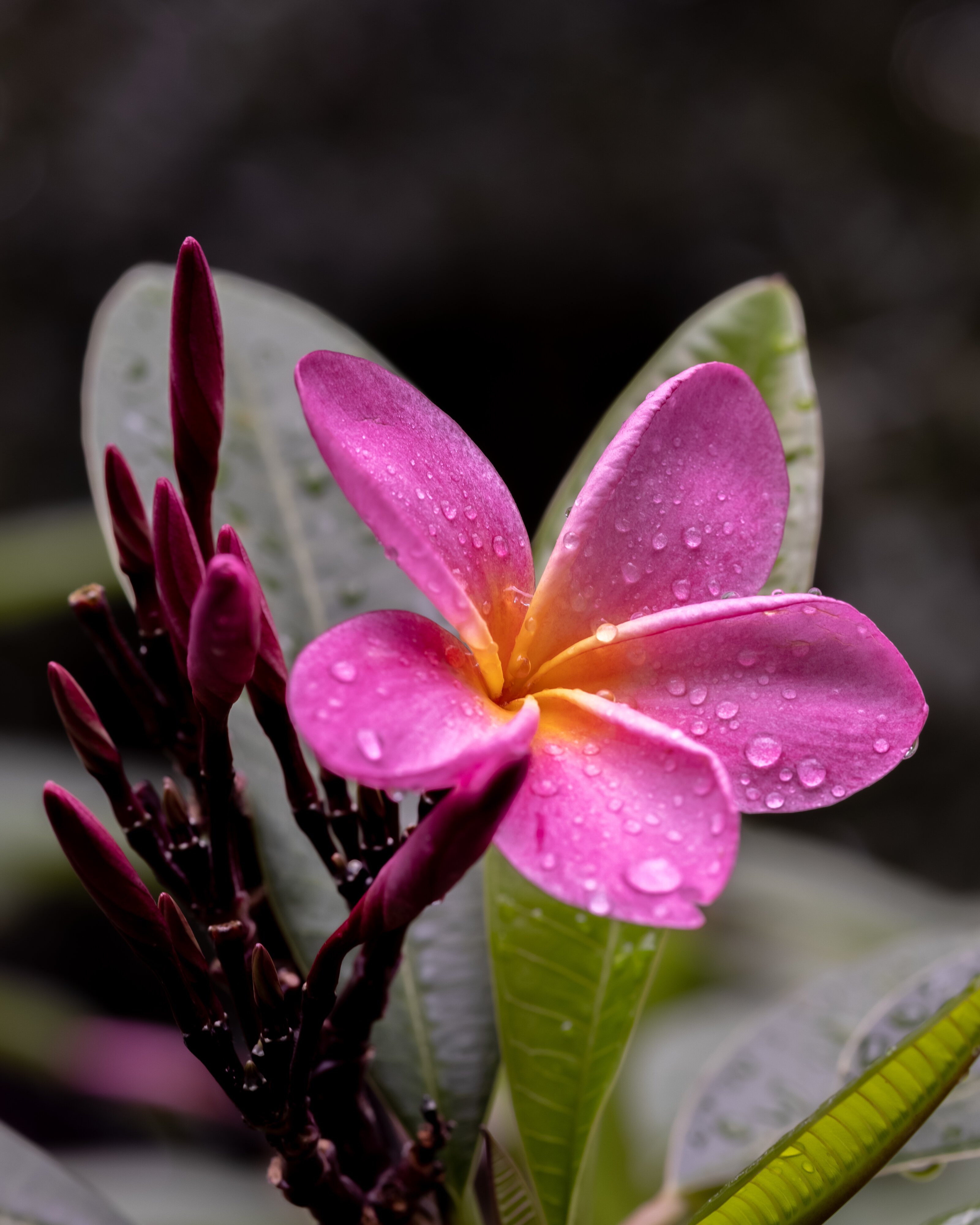 Plumeria (Rainbow) after the rain