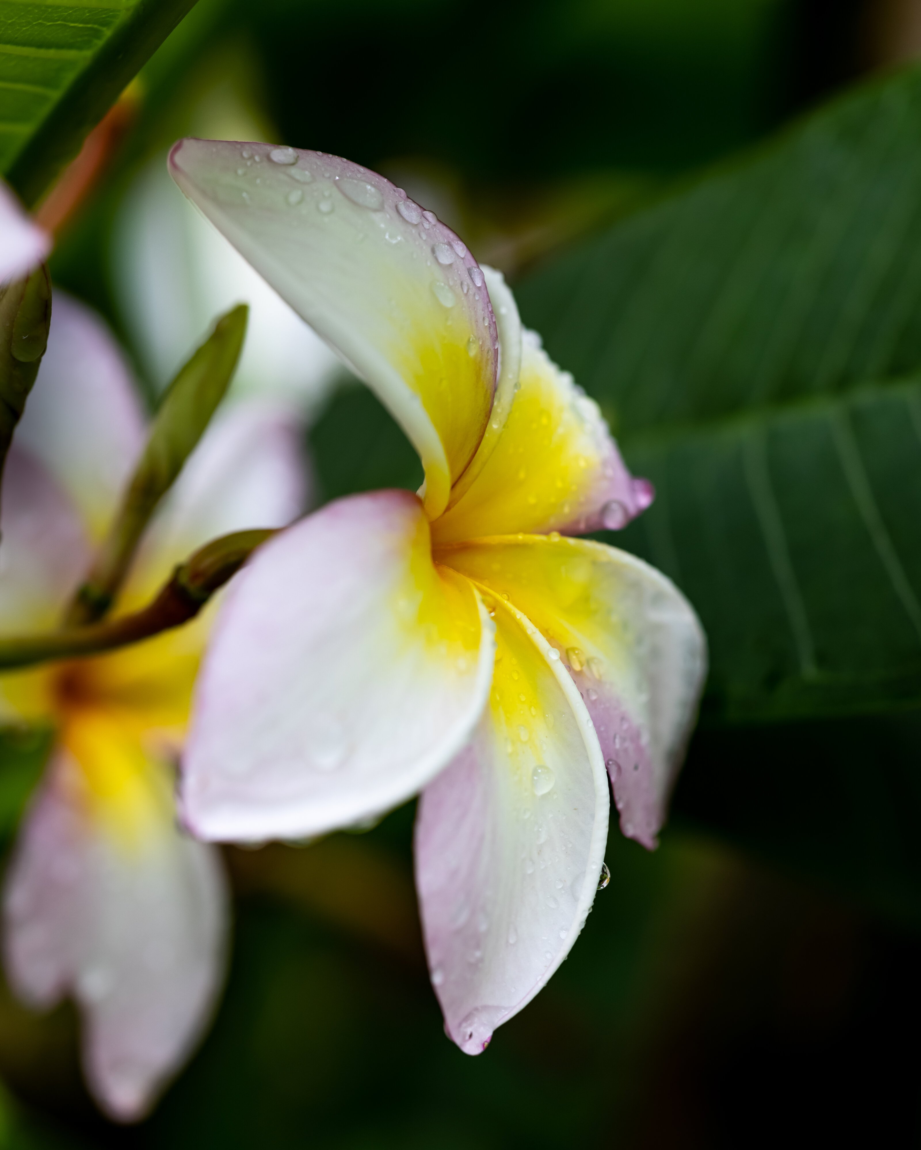 Plumeria (Rainbow) After the Rain