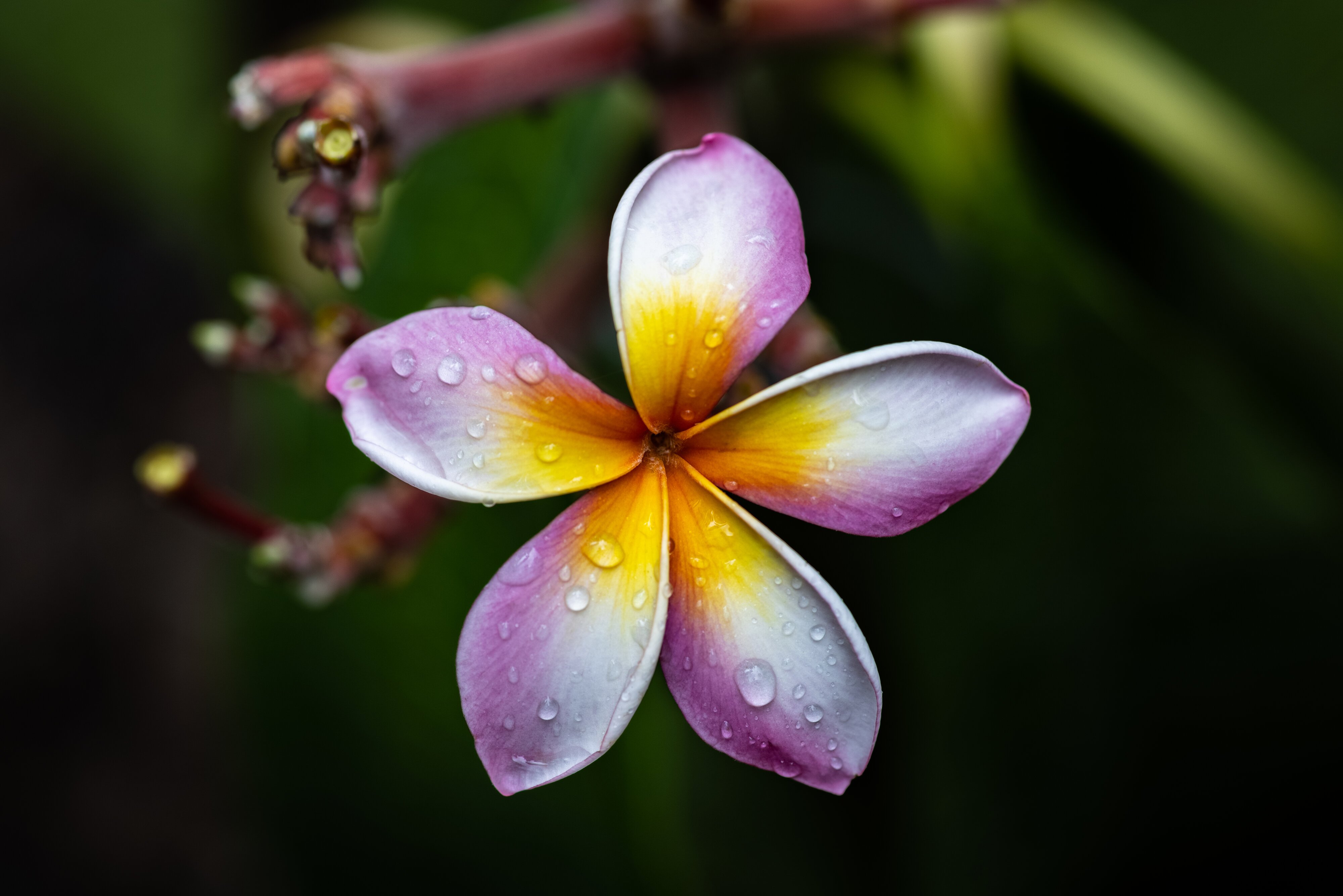 Plumeria (Rainbow)