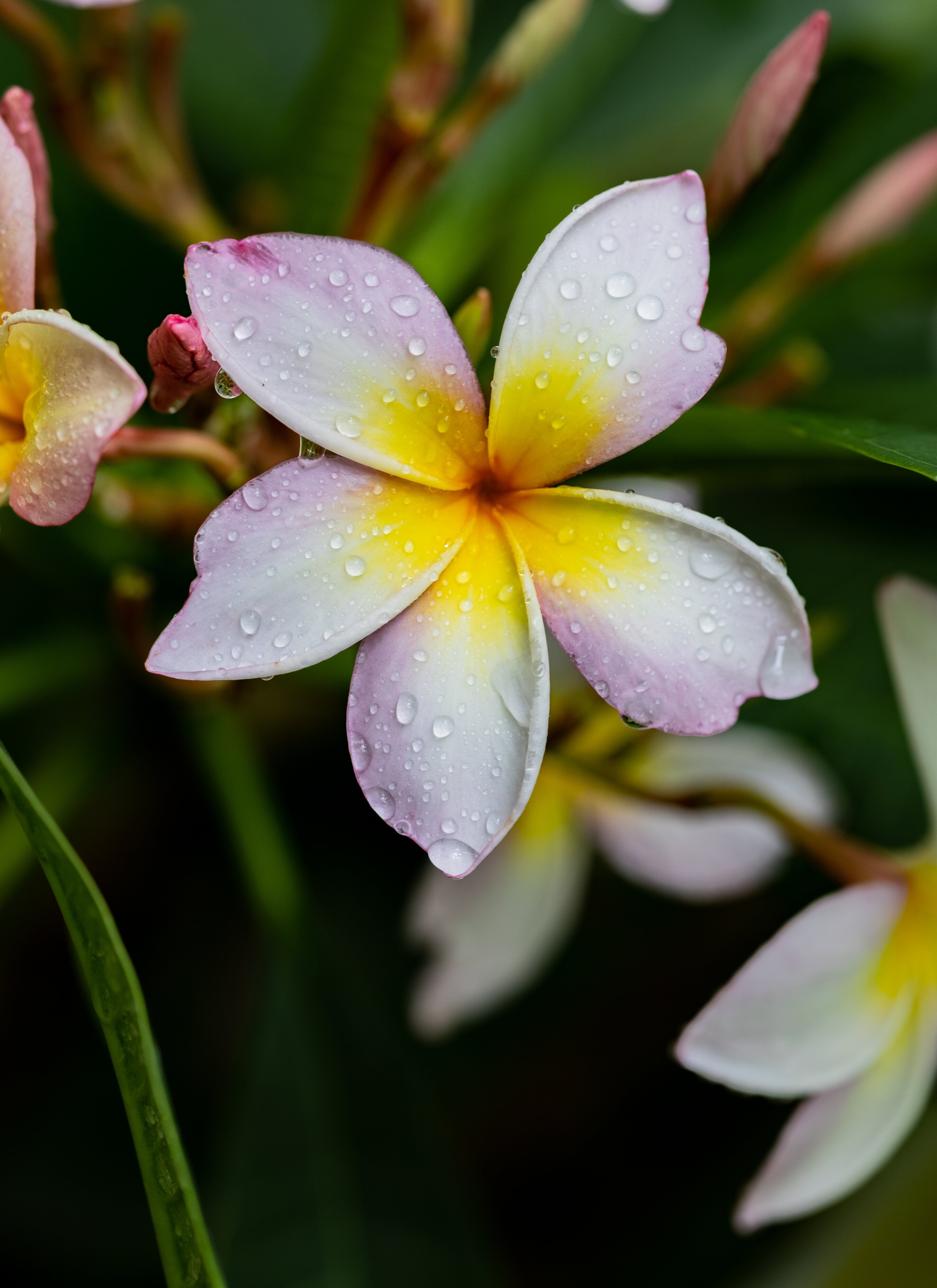 Plumeria (Rainbow)