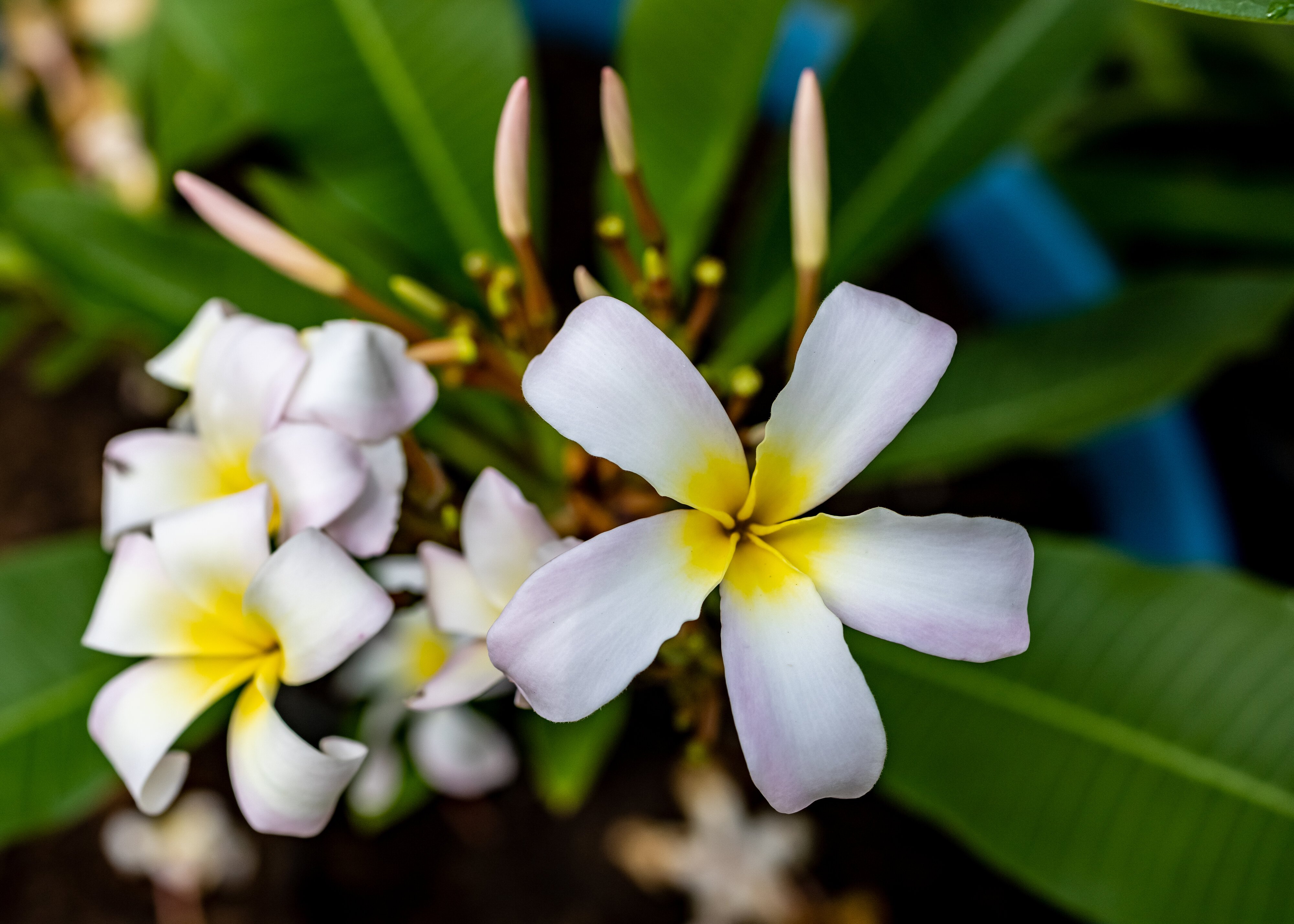 Plumeria (White Blush)