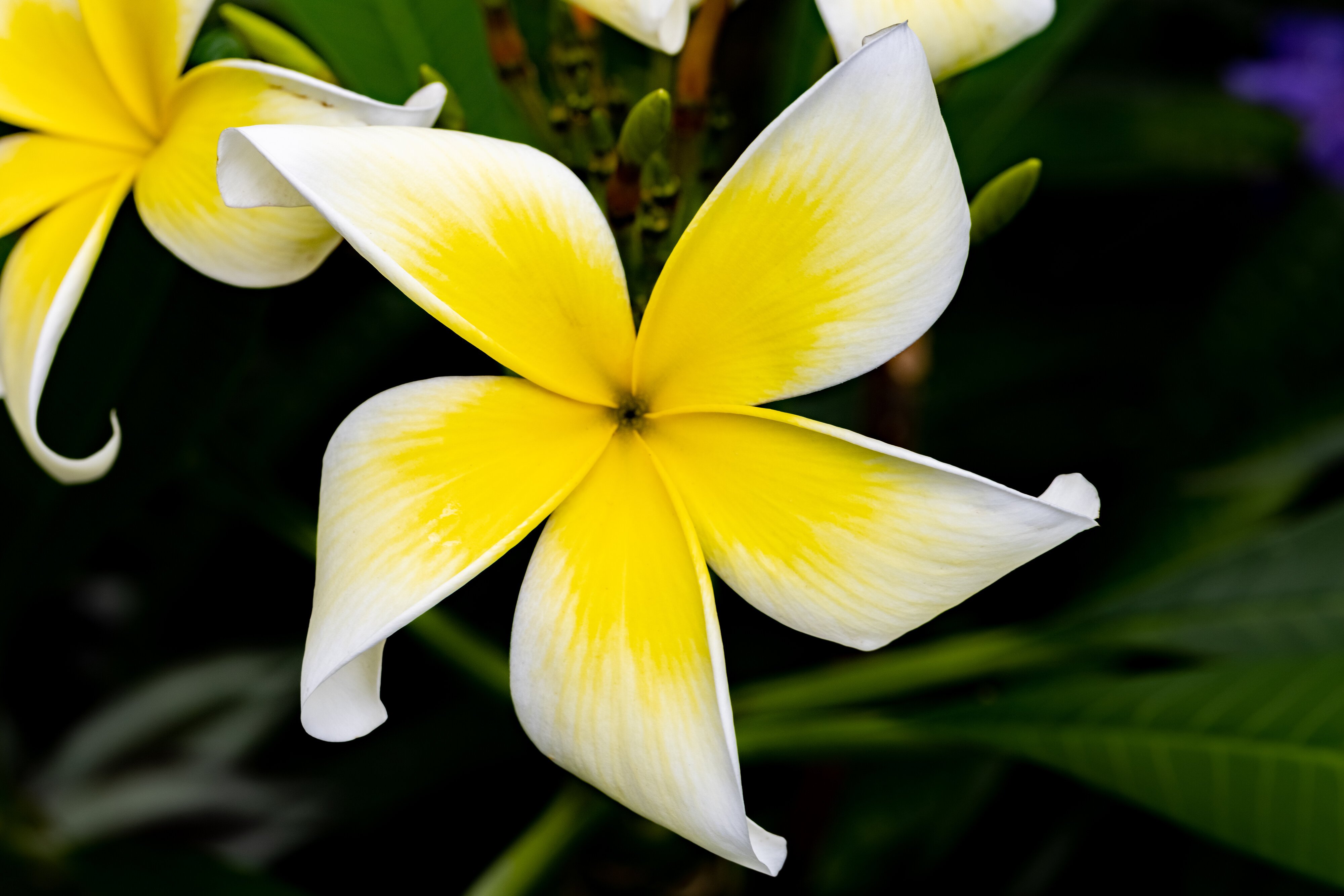 Plumeria Yellow white