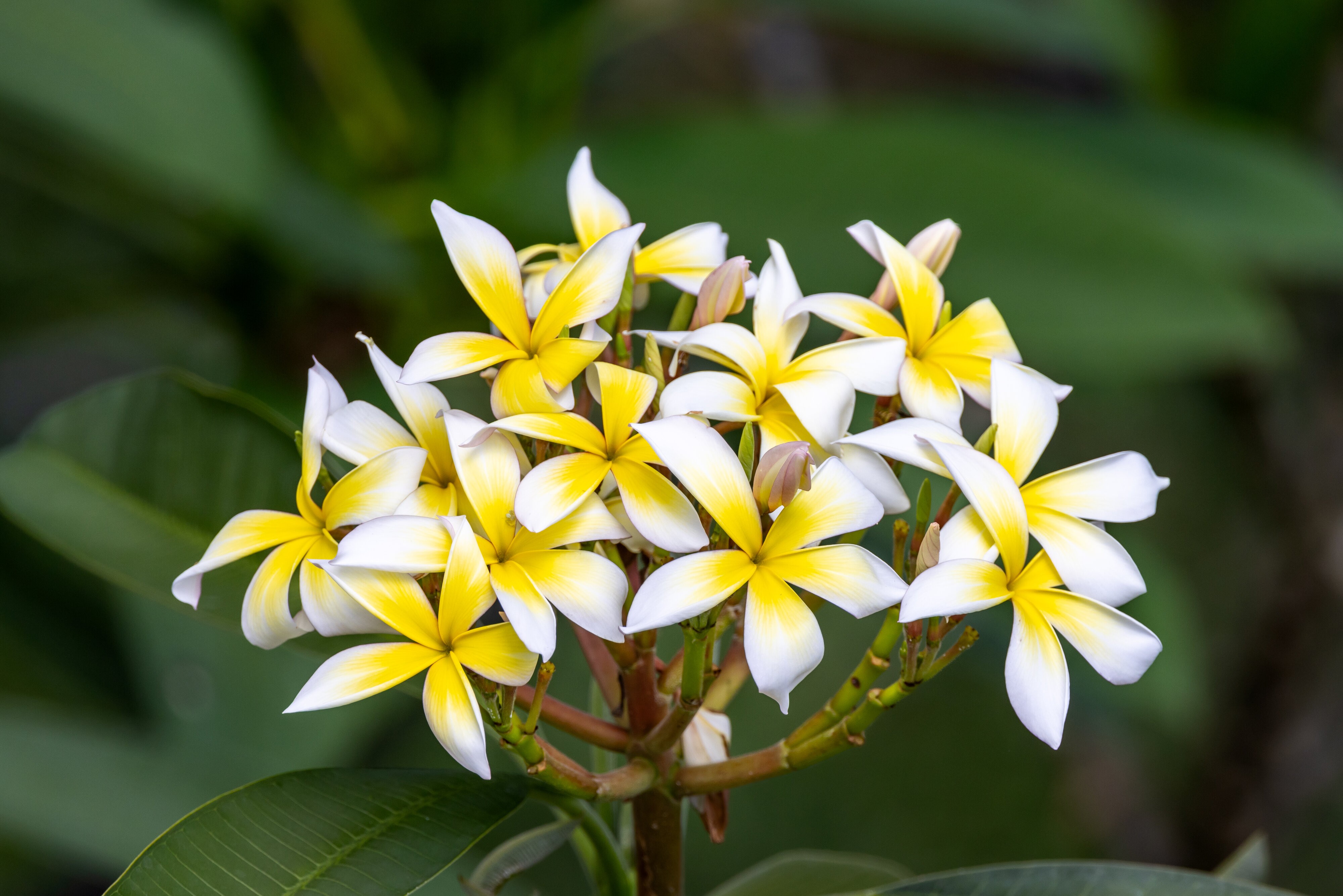 Plumeria