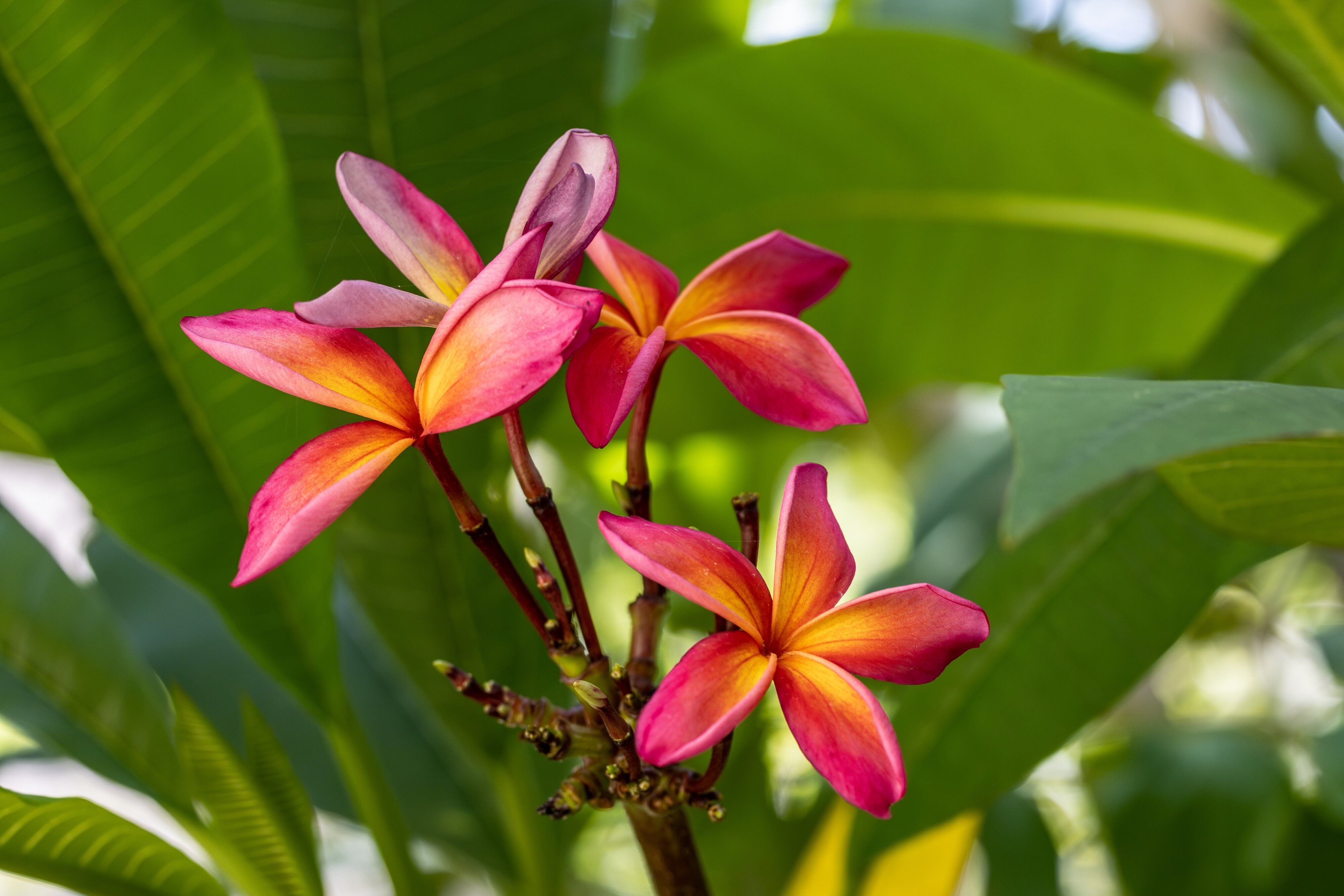 Plumeria