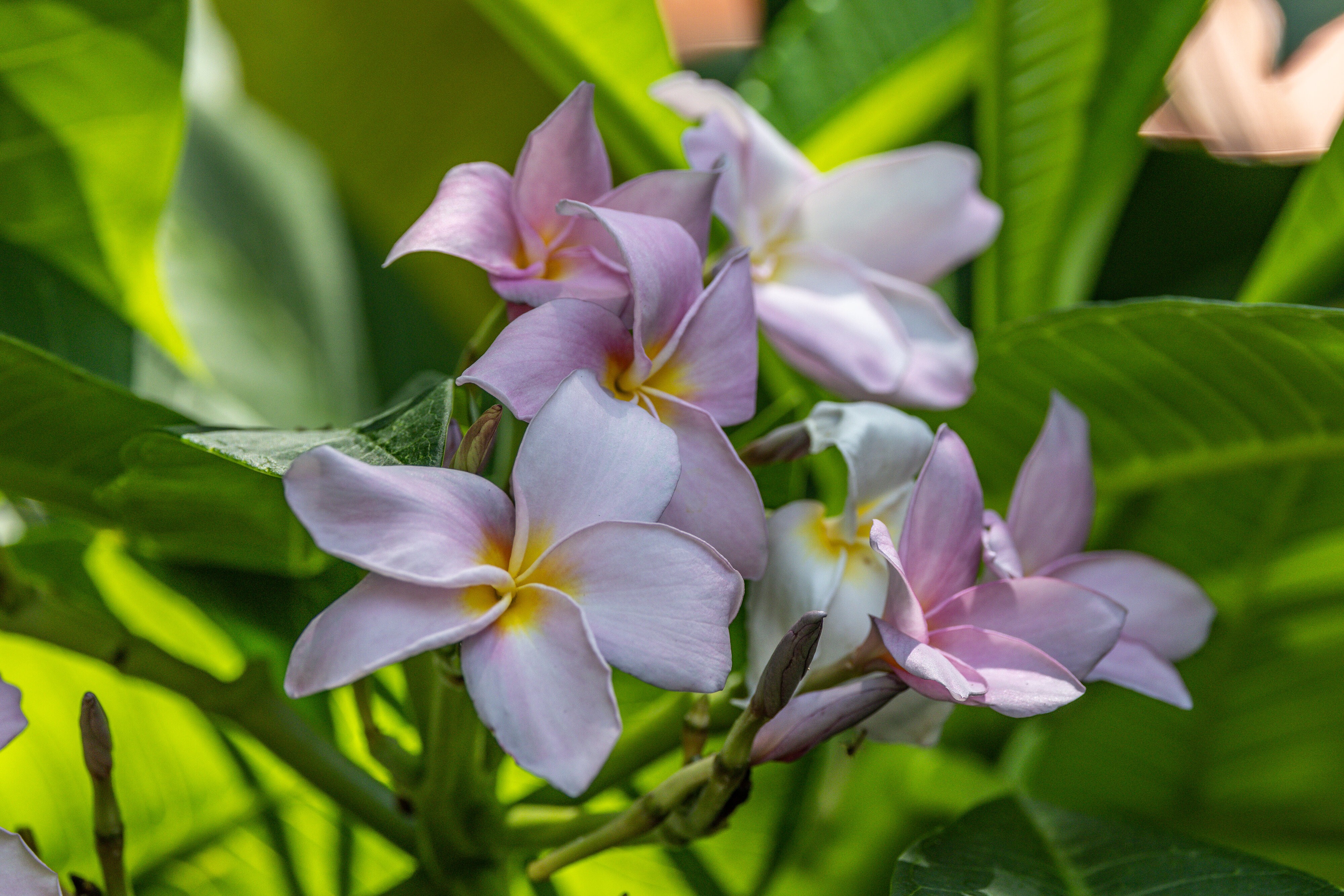 Plumeria