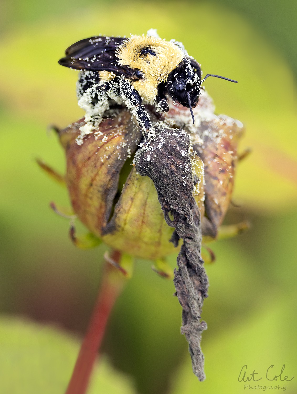 pollenbee3crop2SM.jpg