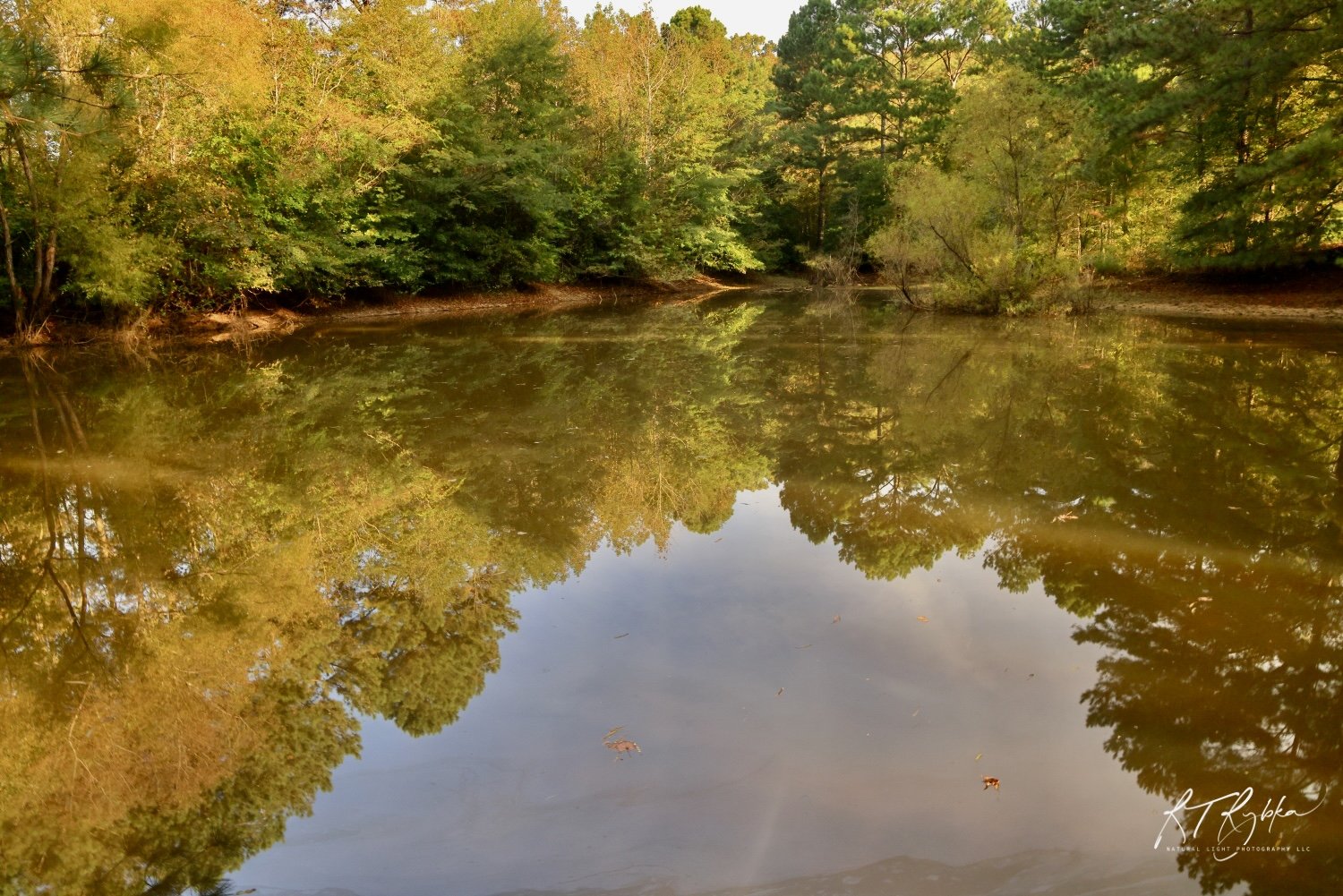 Pond reflections.jpeg