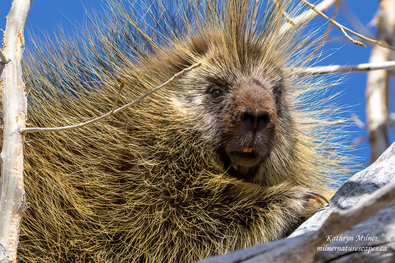 Porcupine in a Tree