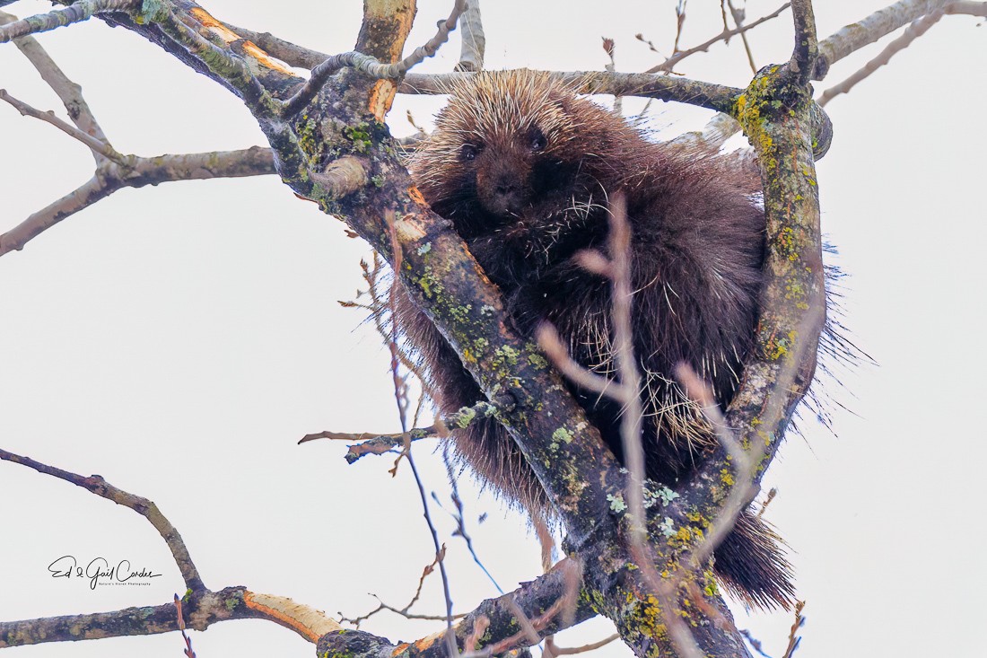 Porcupine In Tree