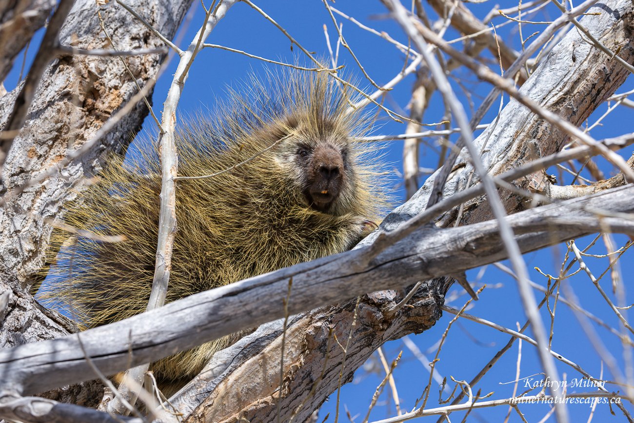 Porcupine Sunning Himself