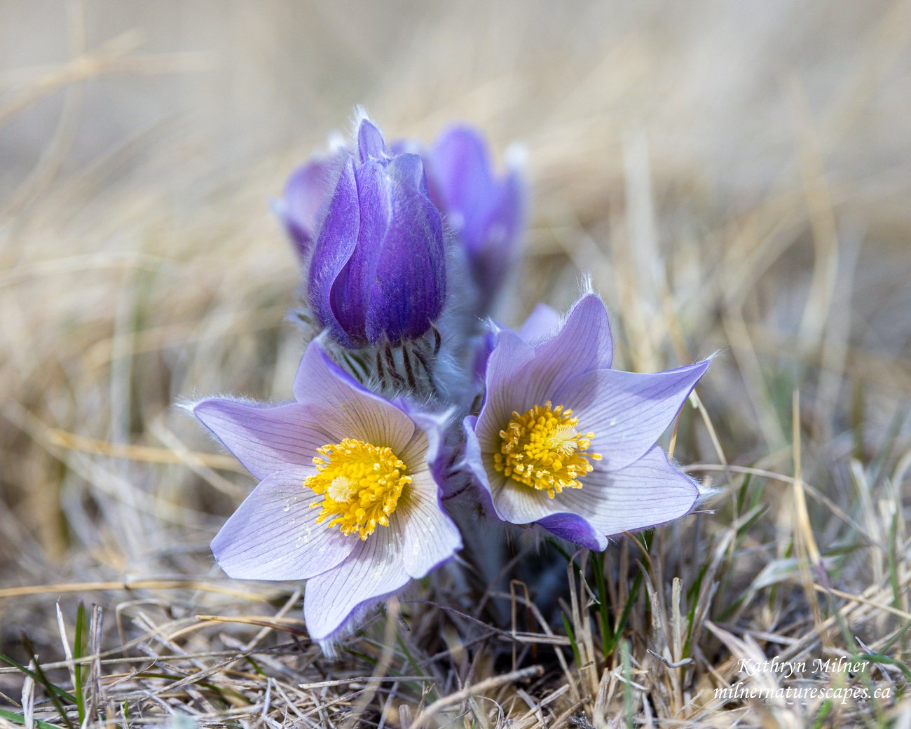 Prairie Crocus