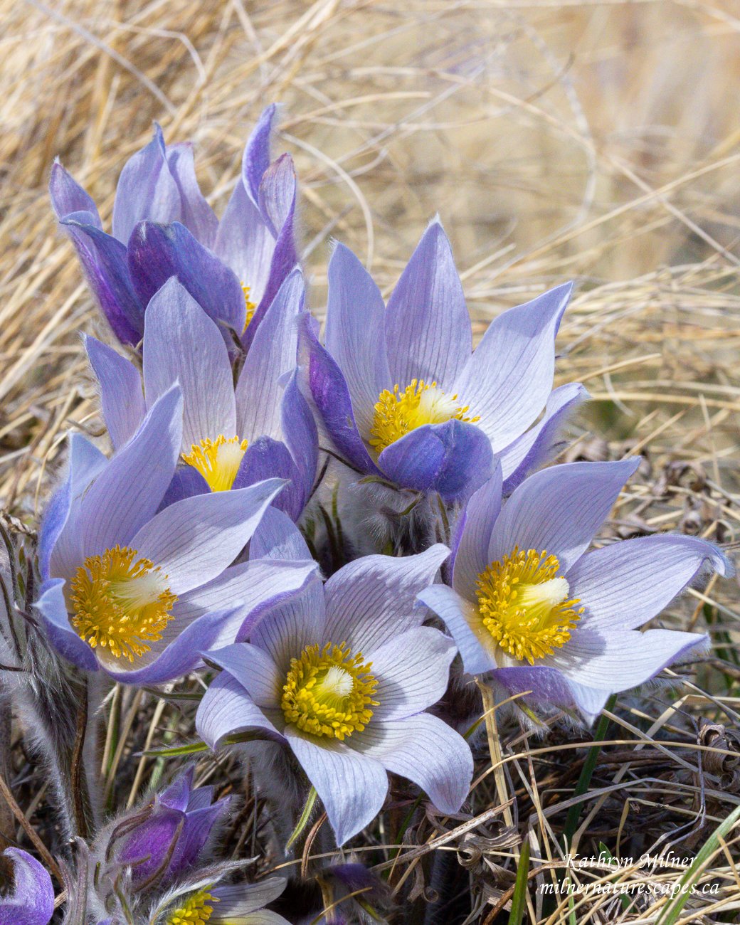 Prairie Crocus