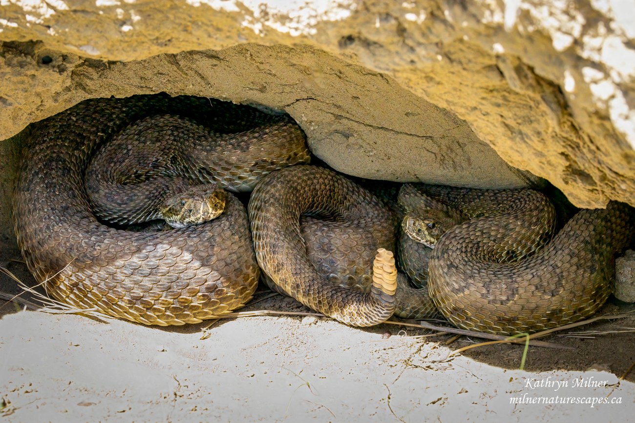 Prairie Rattlesnakes