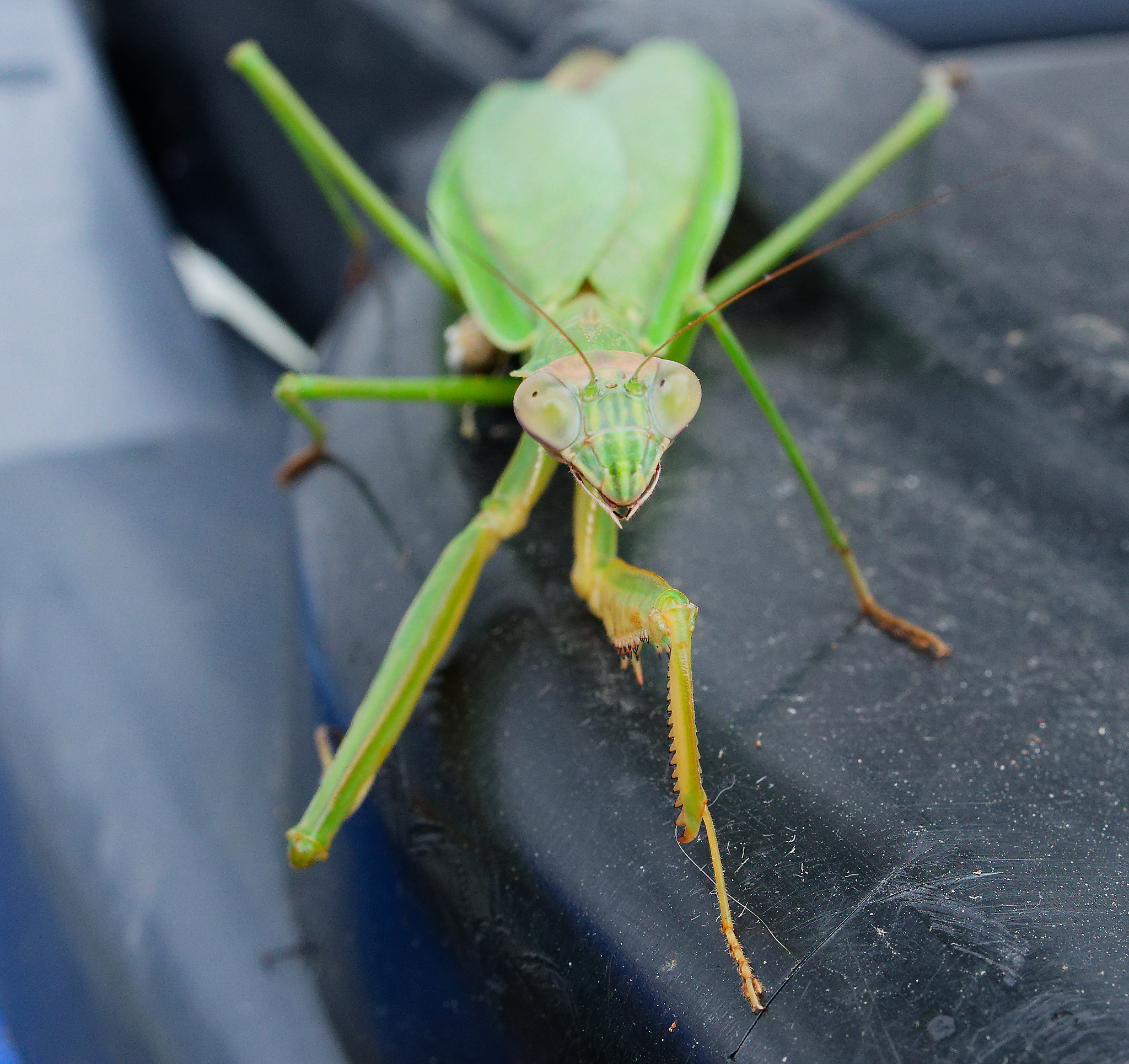 praying mantis front.jpg