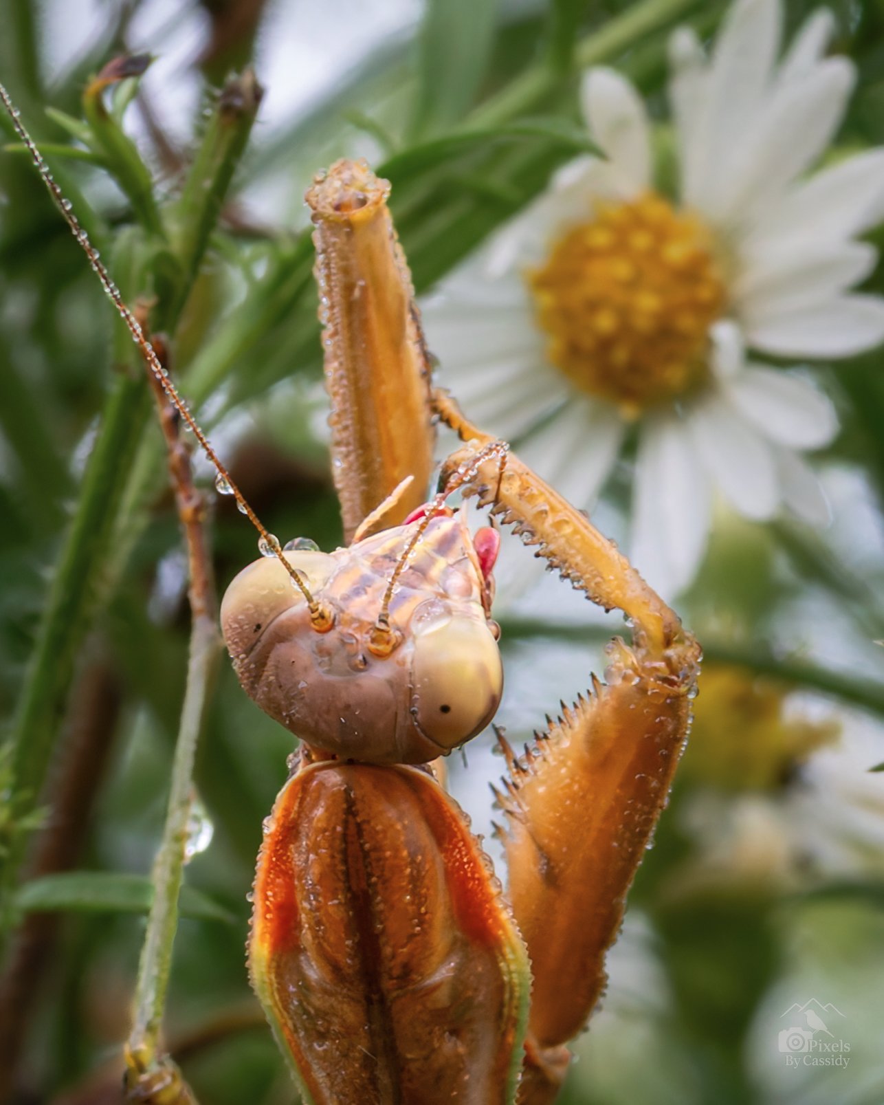 Praying Mantises-3.jpg