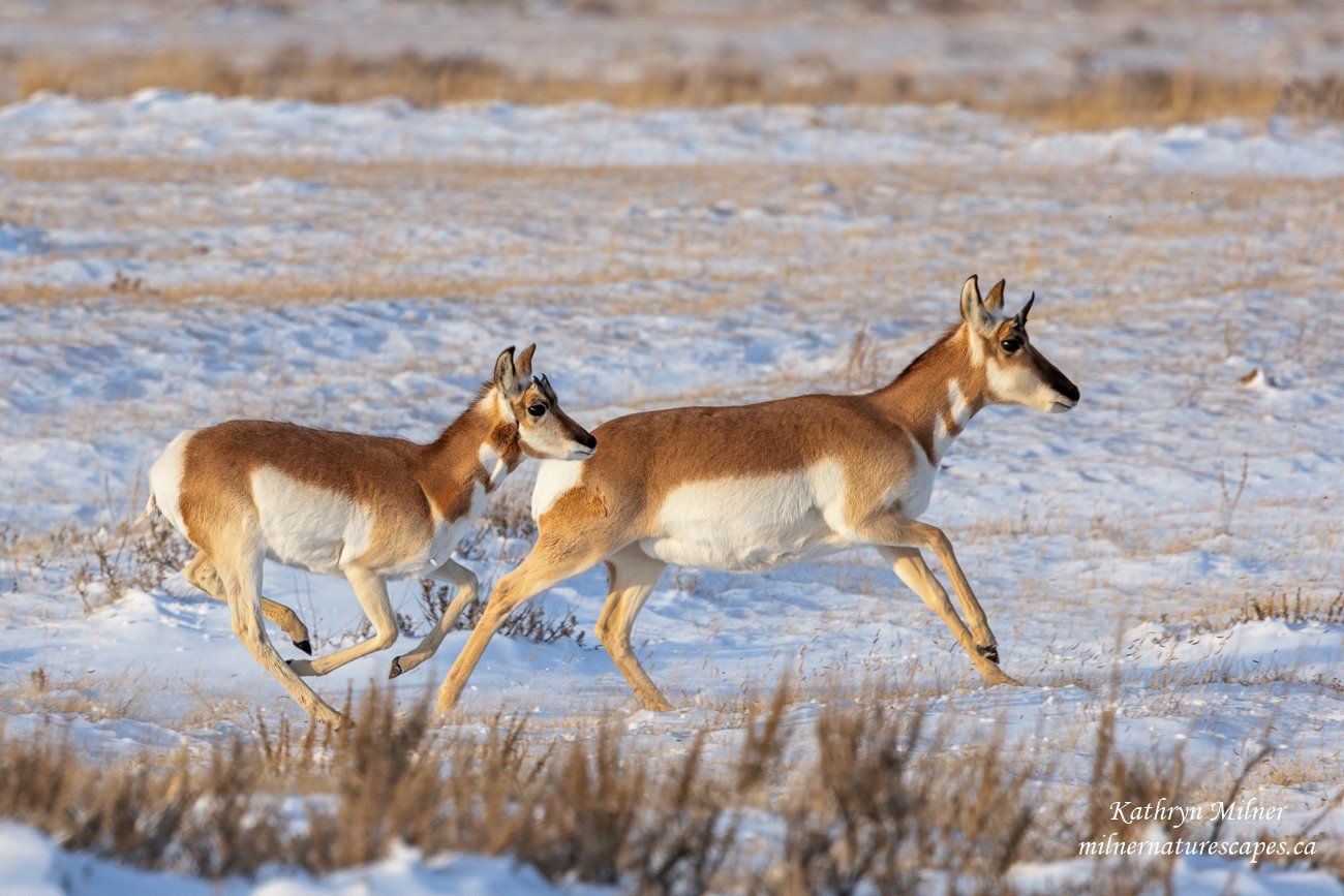 Pronghorn Antelope female and young.jpg