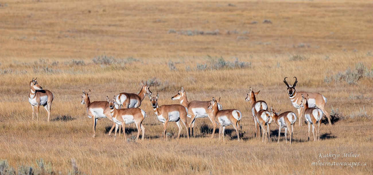 Pronghorn Antelope.jpg