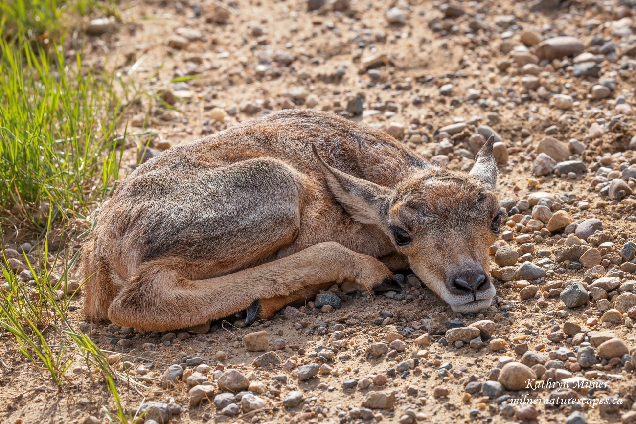 Pronghorn Antelope newborn.jpg