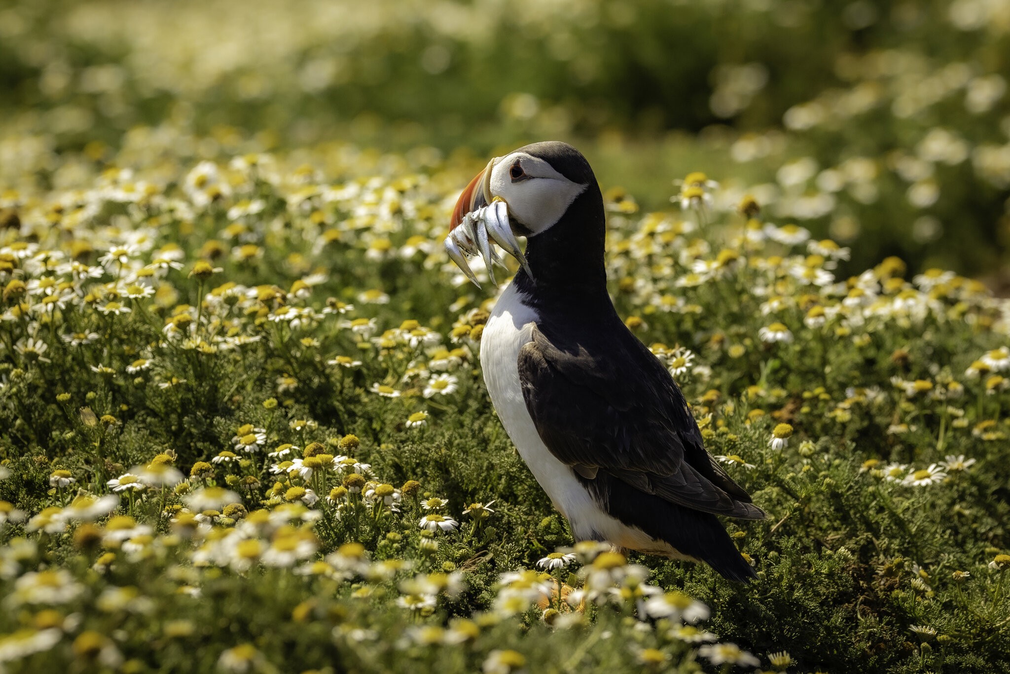 Puffin