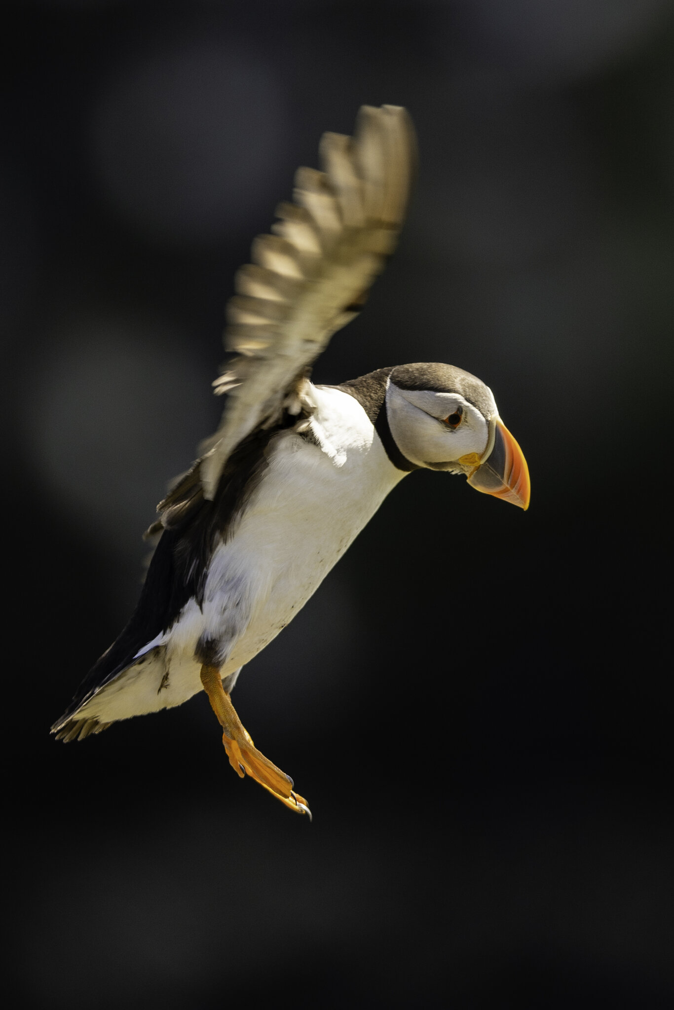 Puffin