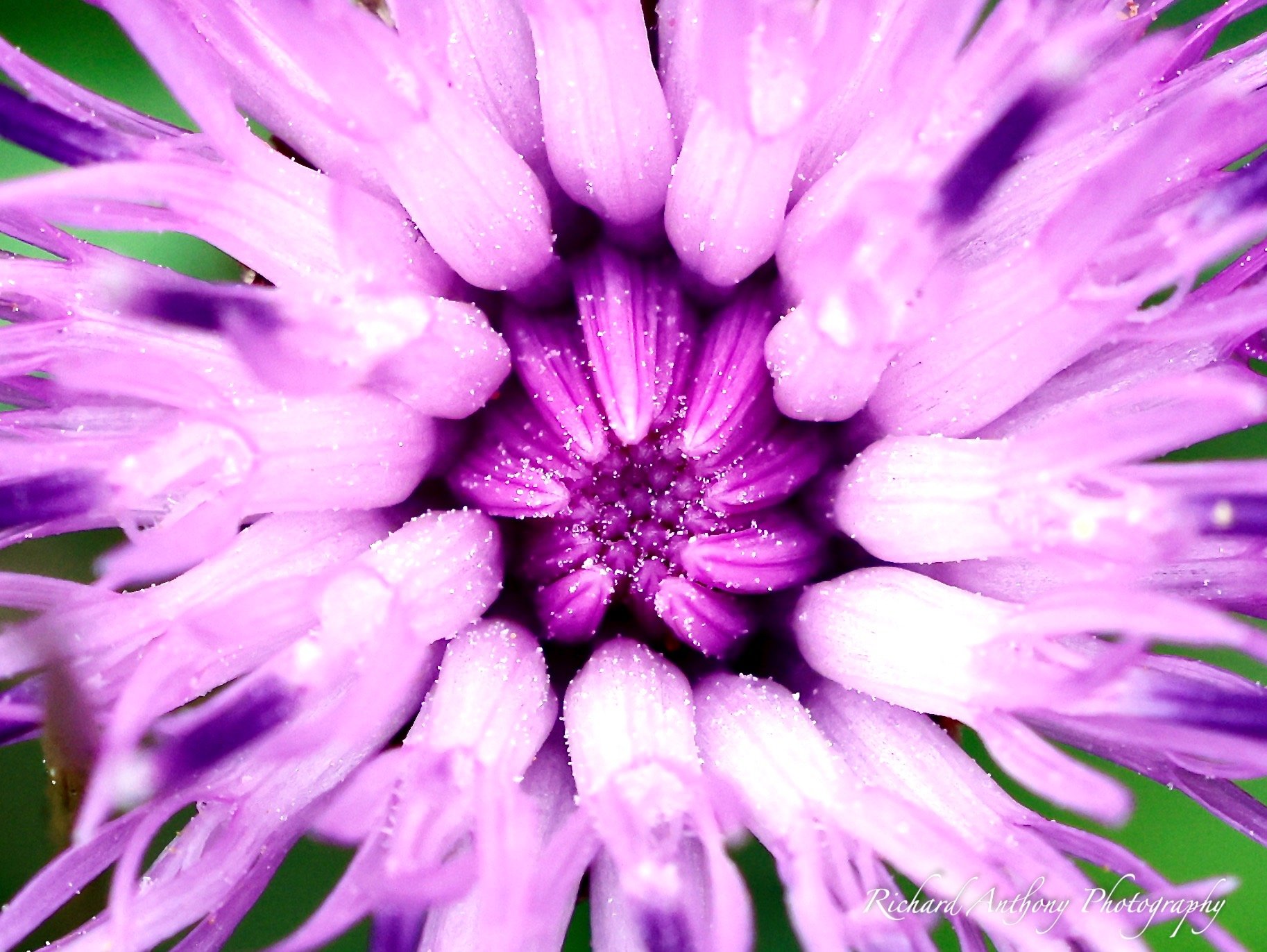 Purple flower macro .jpeg