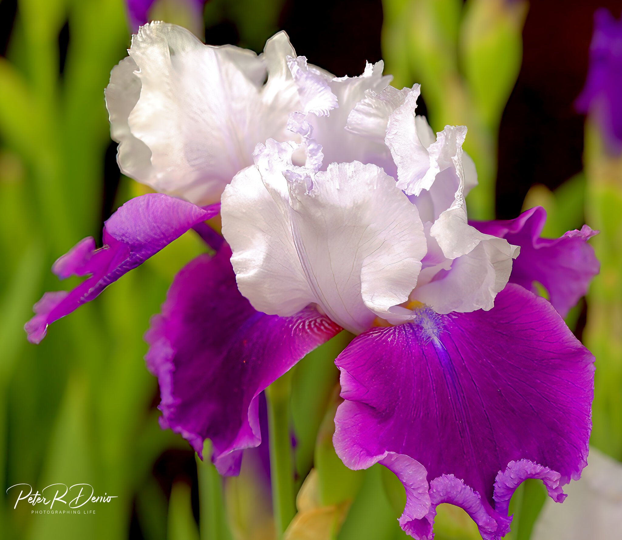 Purple Iris