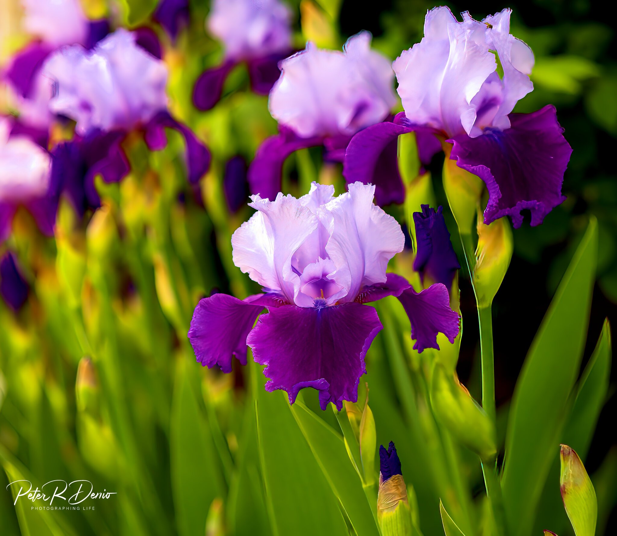 Purple Iris