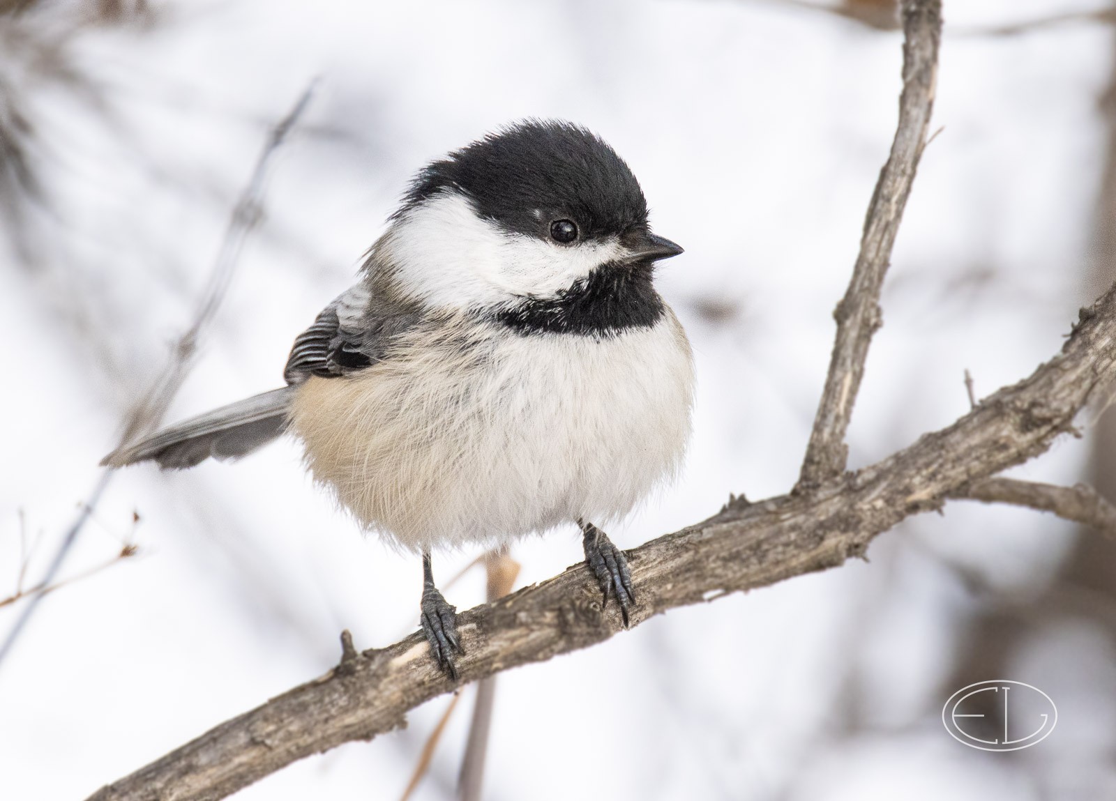 R5_A1443 Chickadee.jpg