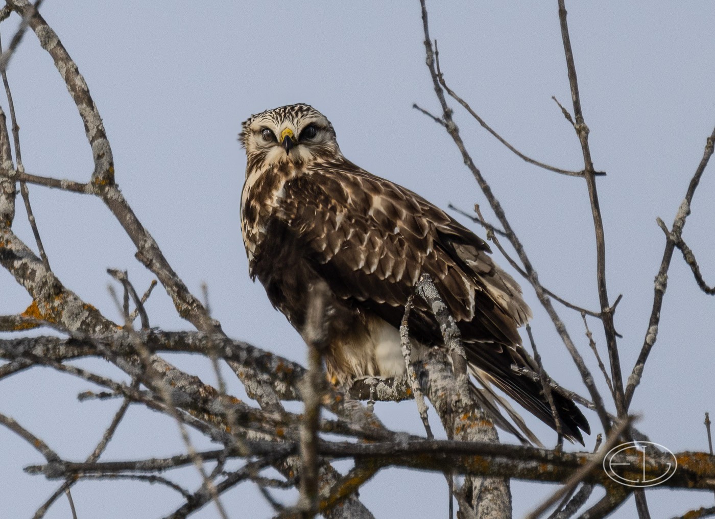 R5_A8862 Rough-legged Hawk-Edit.jpg