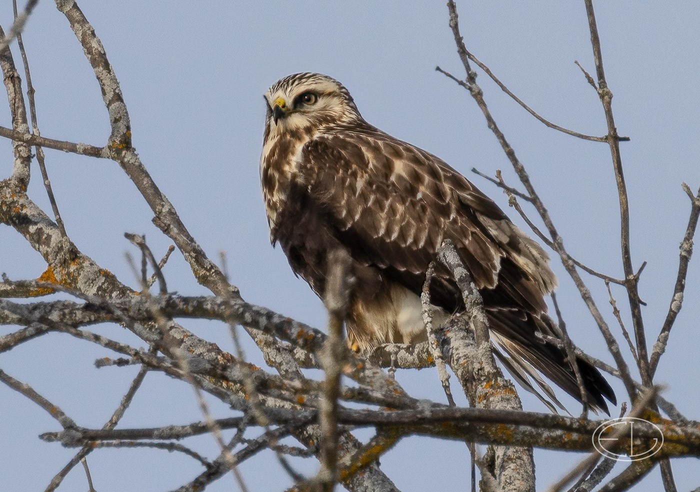 R5_A8866 Rough-legged Hawk-Edit.jpg