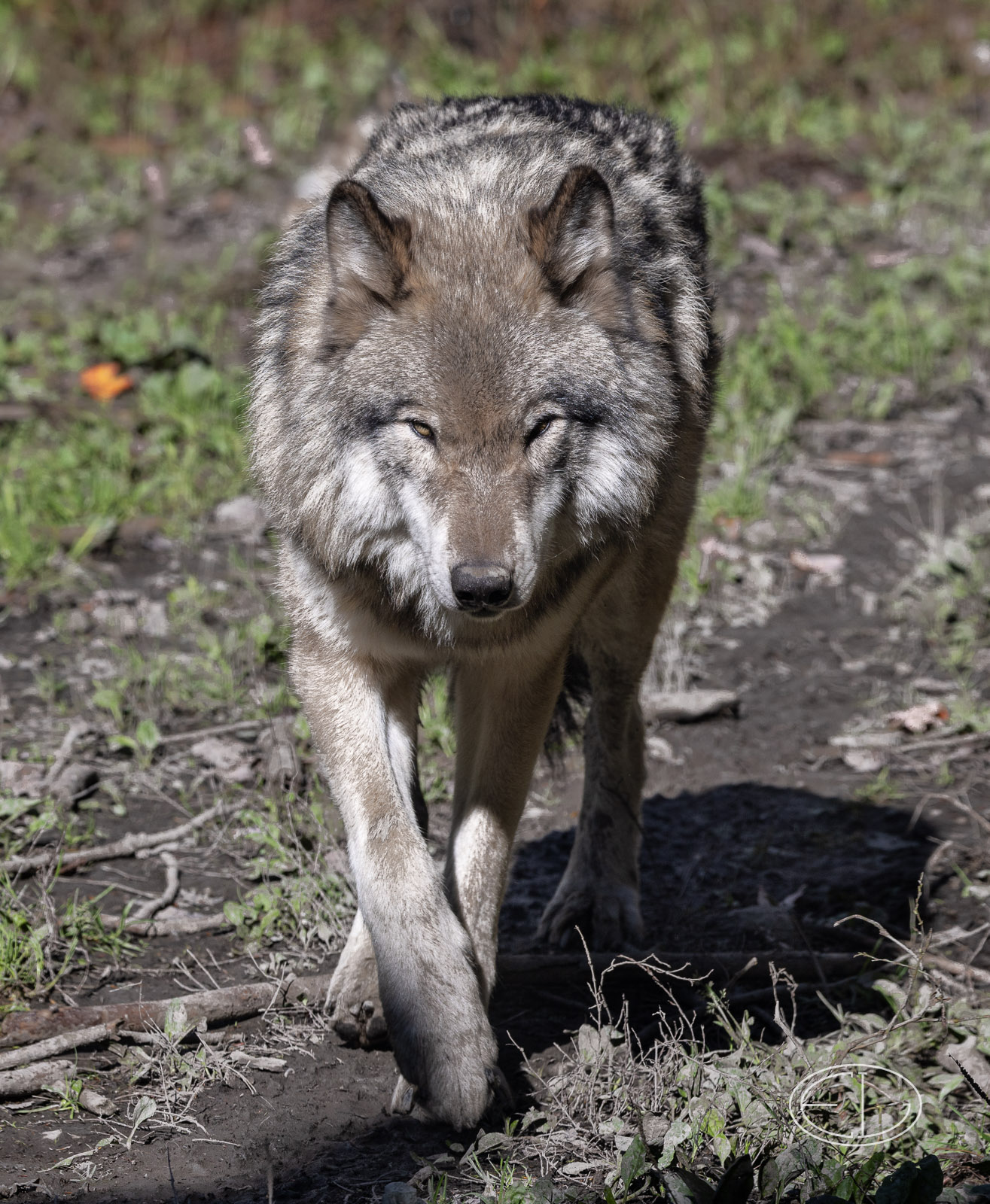 R5_C2910 Wolf.jpg