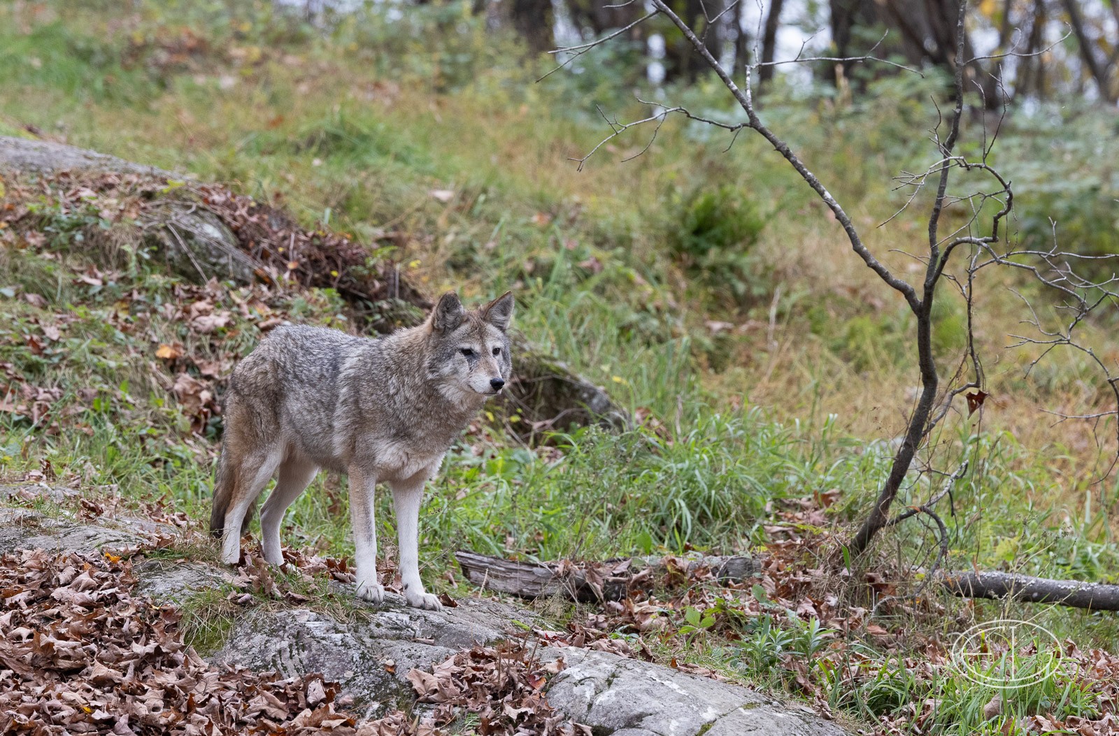 R5_C2981 Coyote.jpg