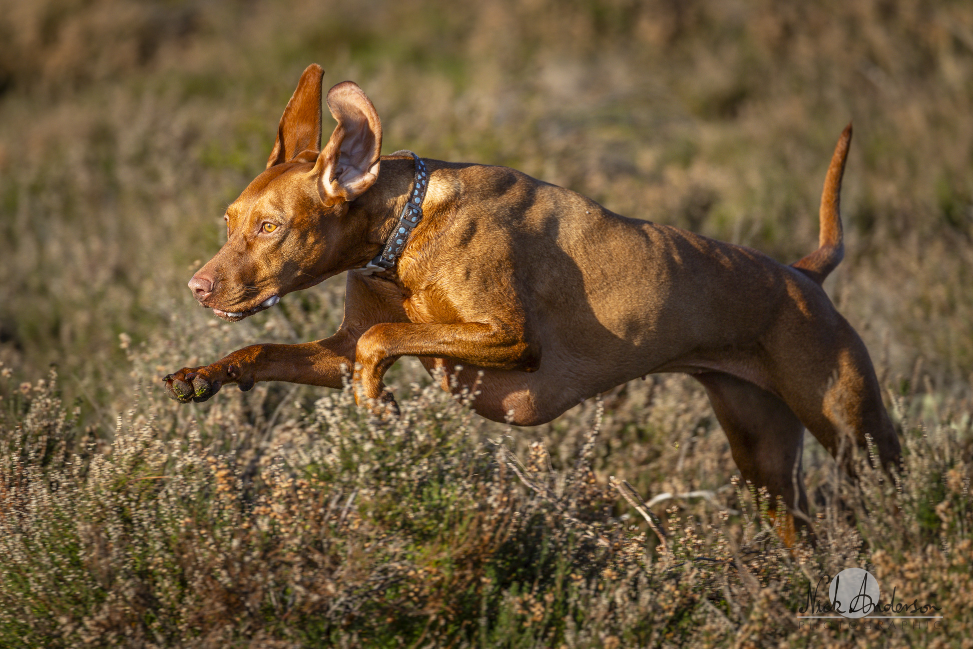 R5II-0844.jpg | Canon RF Shooters Forums