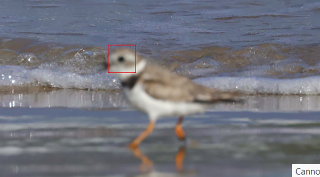 R5MKII Focus issue.jpg