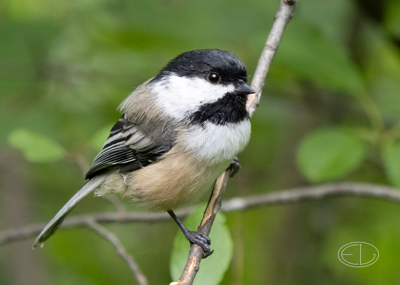 R7_A0261 Chickadee.jpg