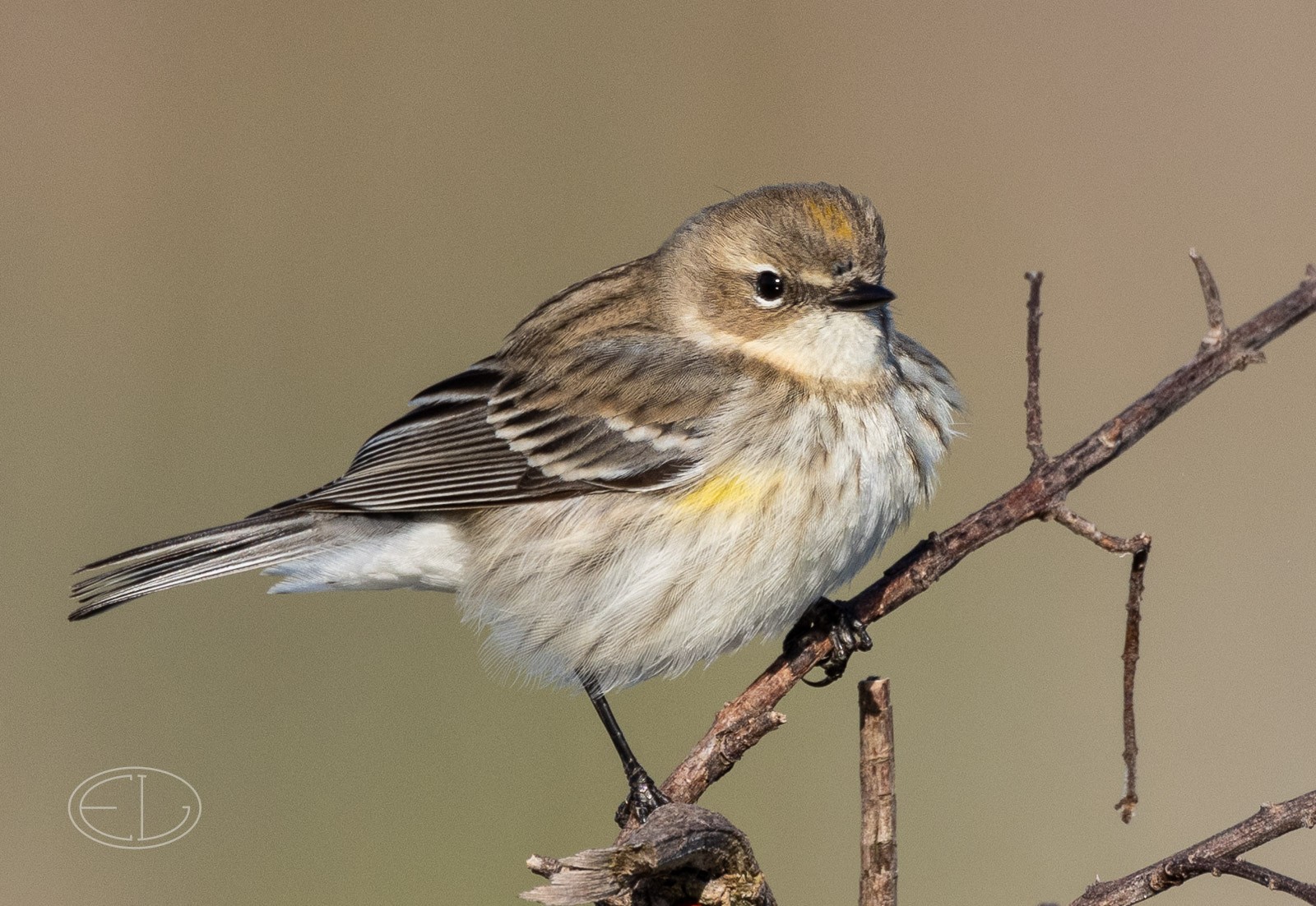 R7_A6255 Yellow-rumped Warbler.jpg