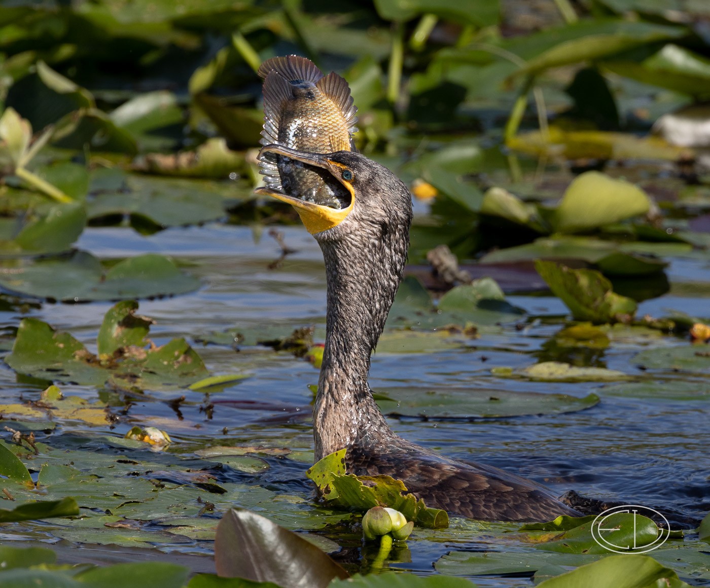 R7_A8975 Cormorant with fish.jpg