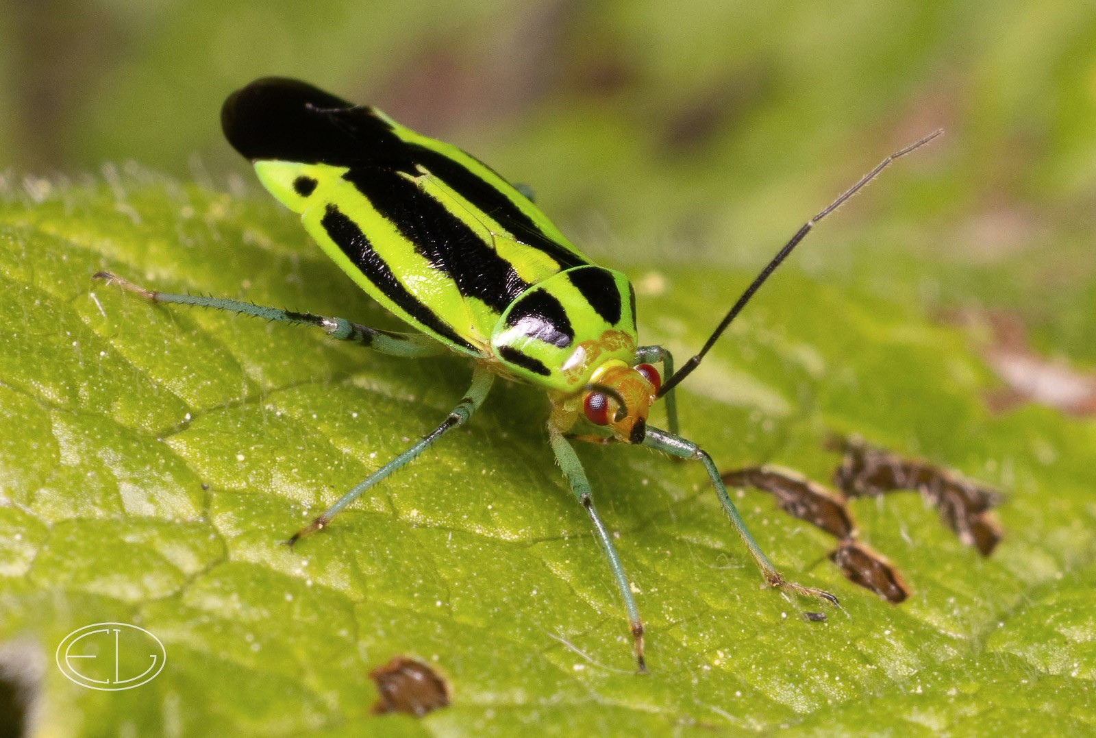 R7_B3063 Four-lined Plant Bug-Edit.jpg | Canon RF Shooters Forums