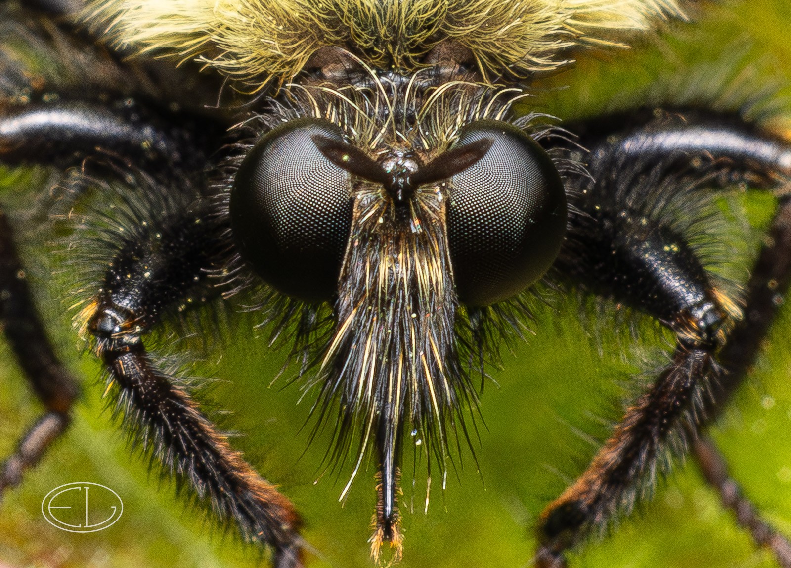 R7_B3203 Robber fly-Enhanced-NR.jpg | Canon RF Shooters Forums