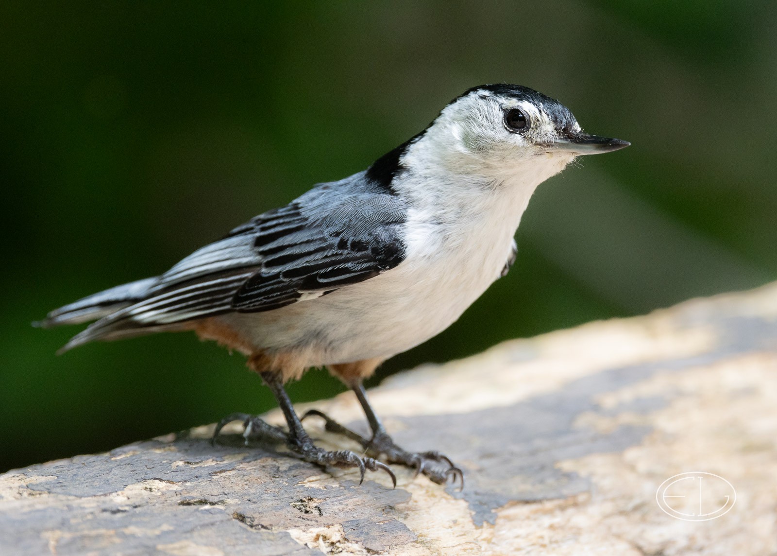 R7_B3312 Nuthatch.jpg