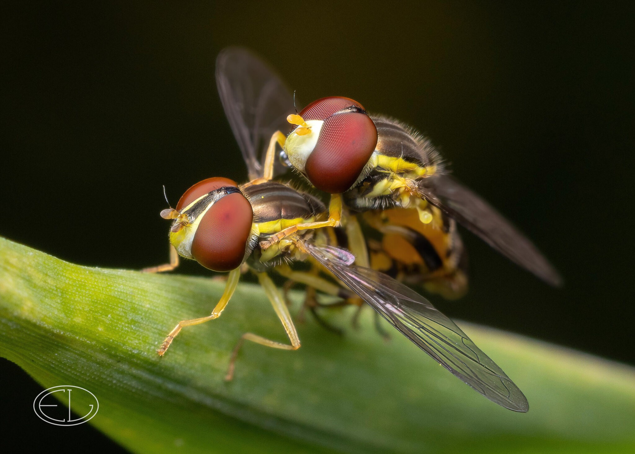 R7_B5642 Hoverflies-Edit.jpg