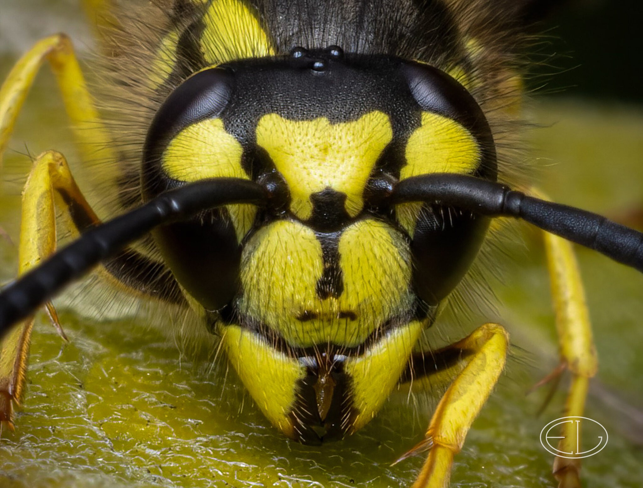 R7_B7633 Yellowjacket.jpg