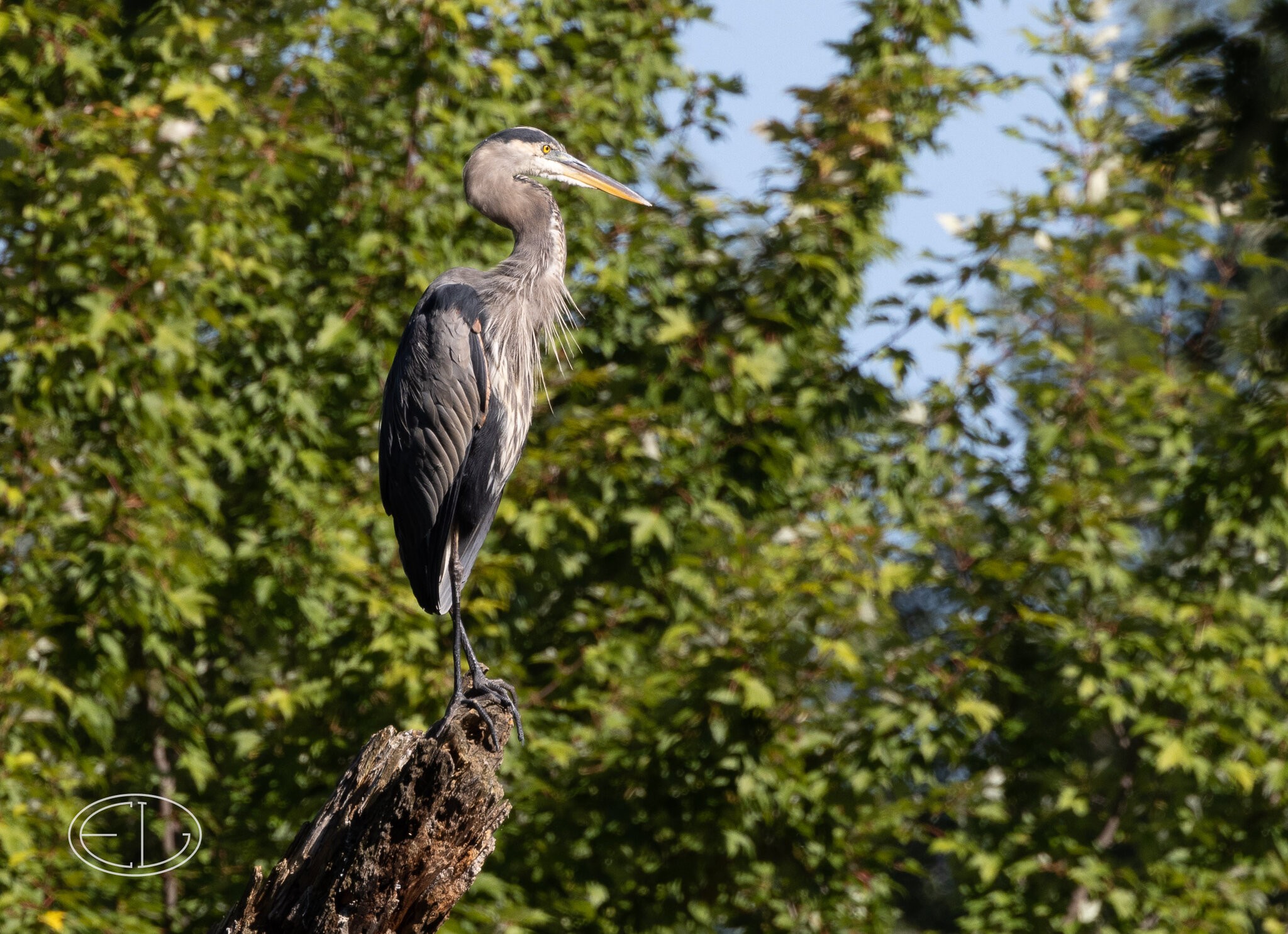 R7_B7992 Great Blue Heron.jpg