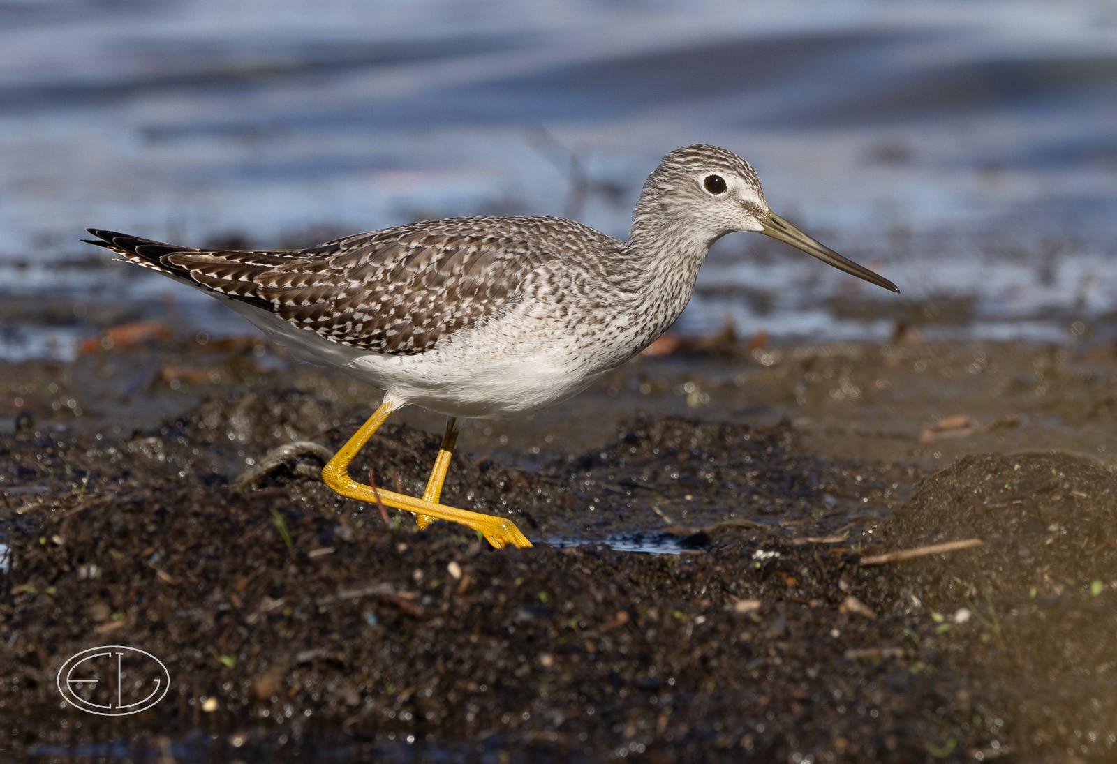 R7_B9332 Greater Yellowlegs.jpg