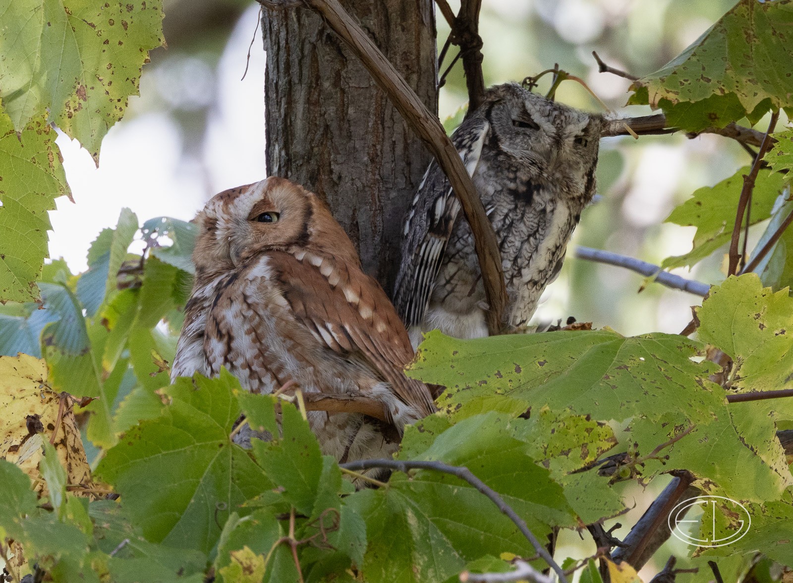 R7_B9388 Screech Owls-Edit.jpg