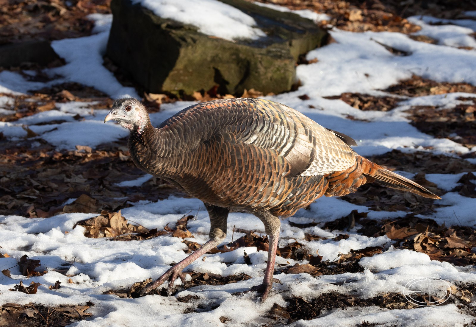 R7_C0256 Wild Turkey.jpg