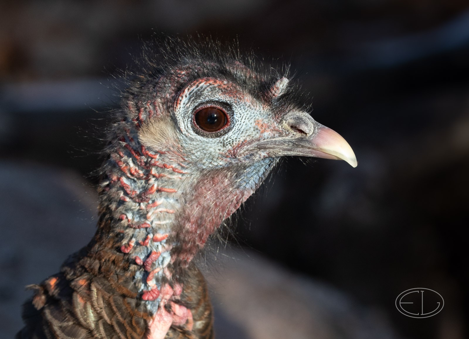 R7_C0298 Wild Turkey.jpg