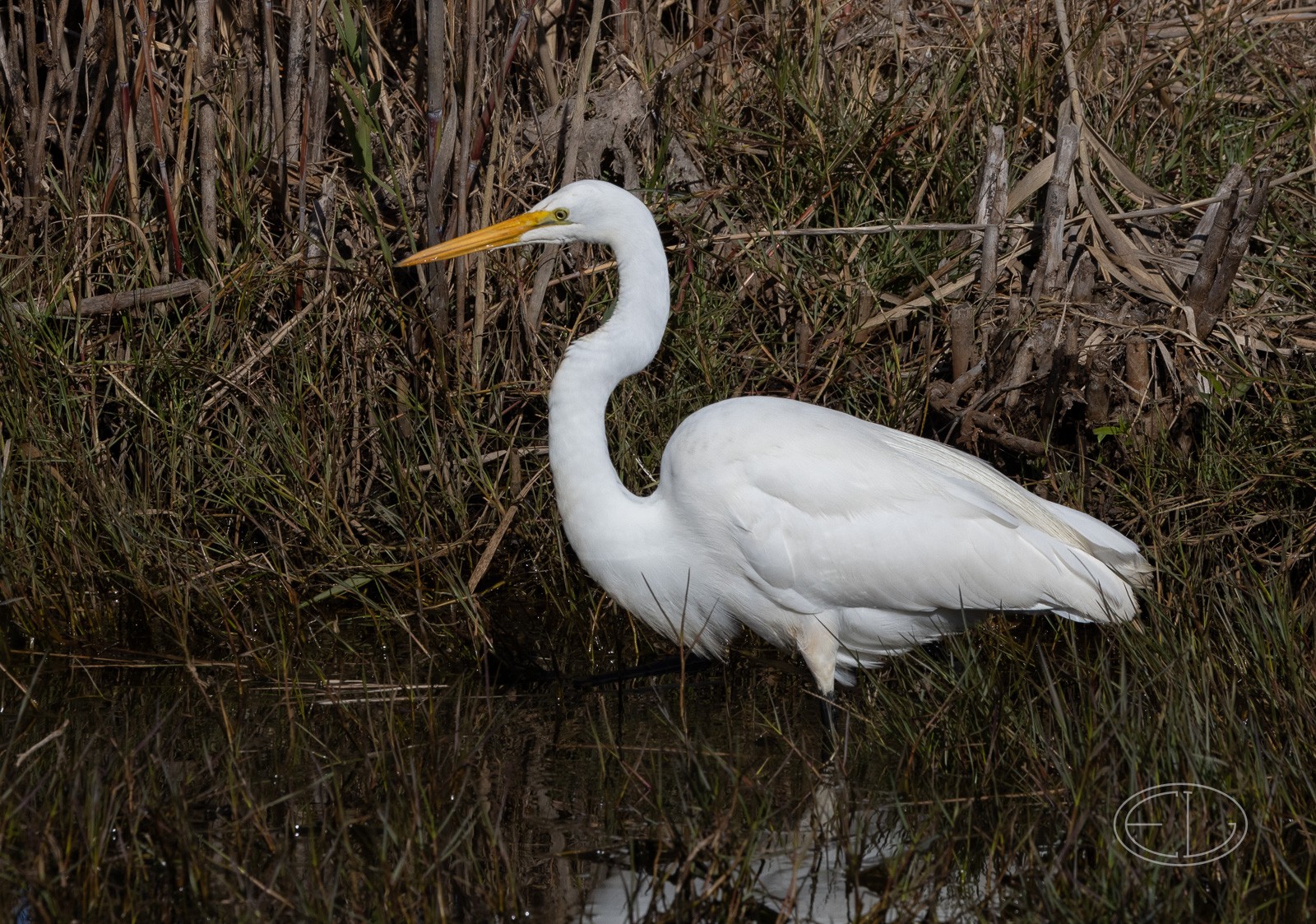 R7_C0680 Great Egret.jpg